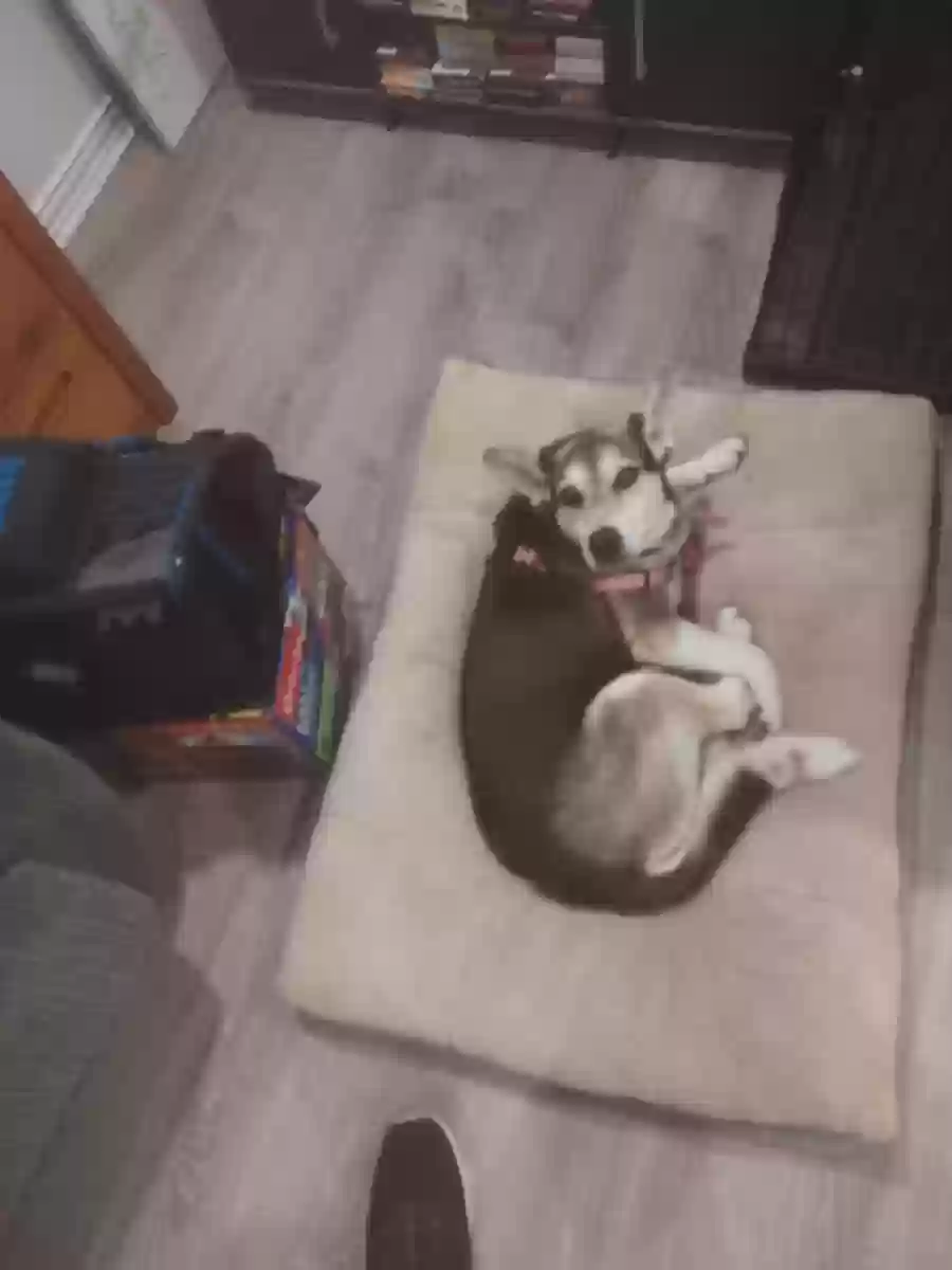 adoptable Dog in Pasadena,TX named Shadow