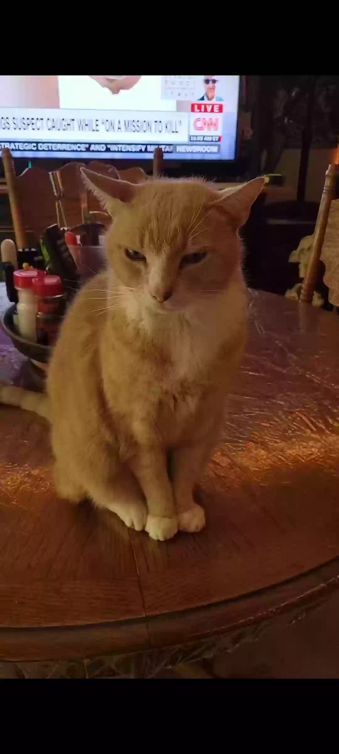 adoptable Cat in Wayne,PA named Simon
