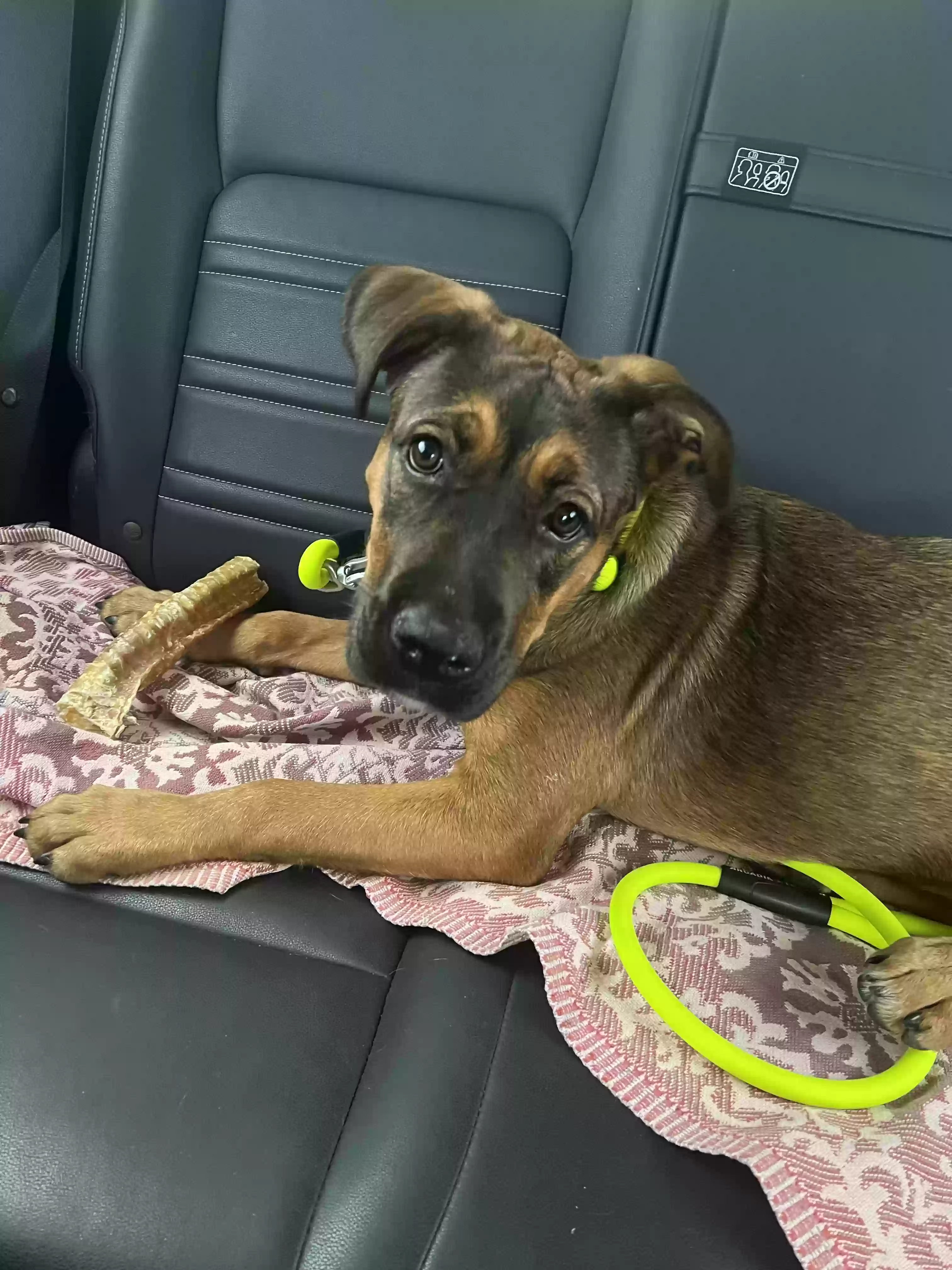 adoptable Dog in Atlanta,GA named Xena