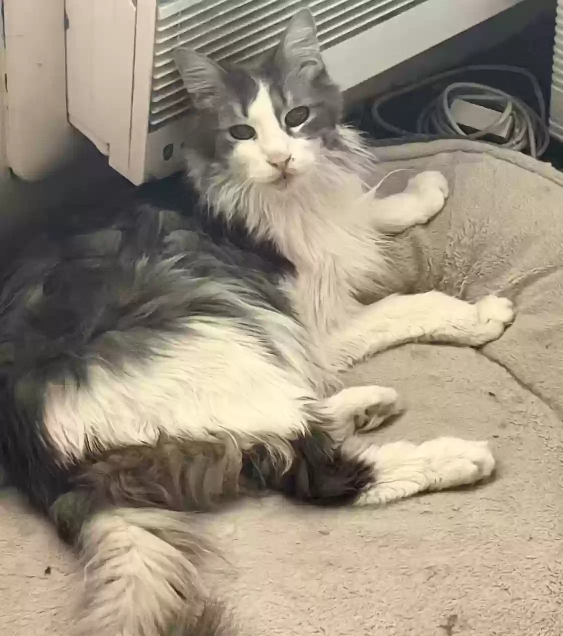 adoptable Cat in Corona,CA named Tuffy
