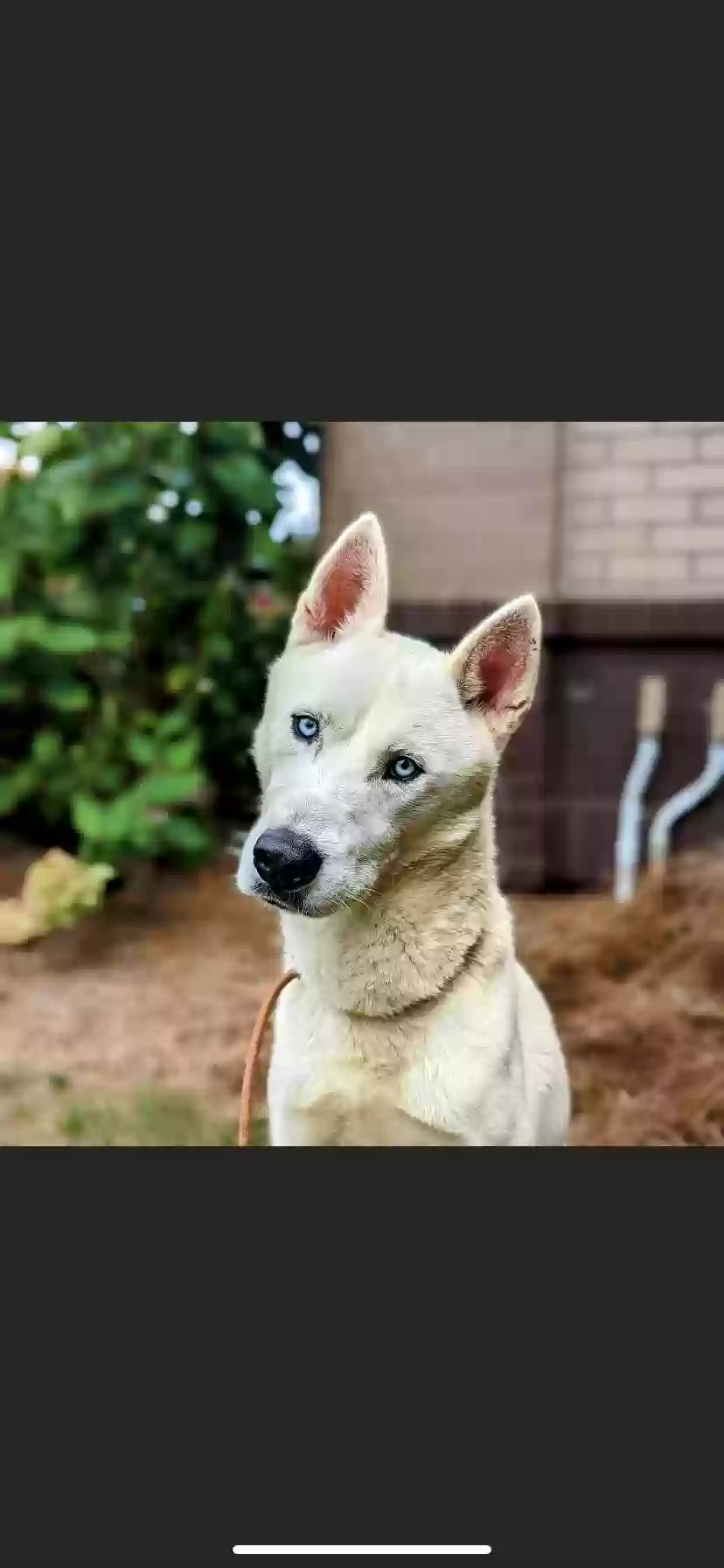 adoptable Dog in Douglasville,GA named 