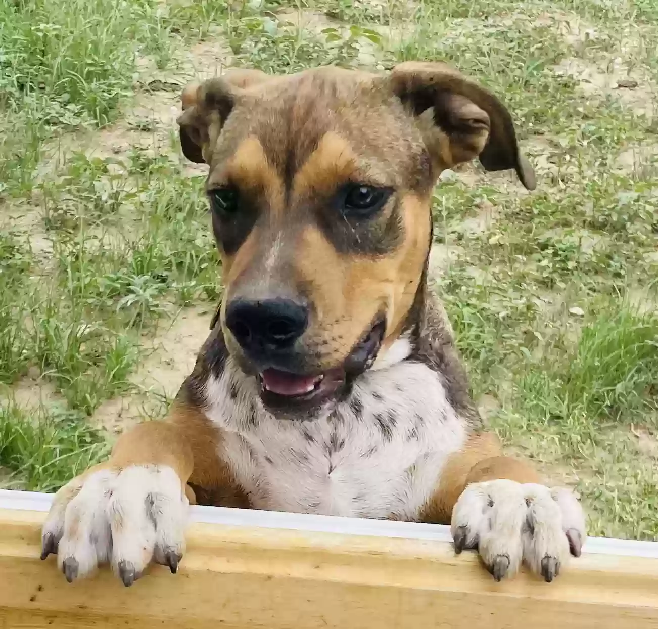 adoptable Dog in El Paso,TX named Milo