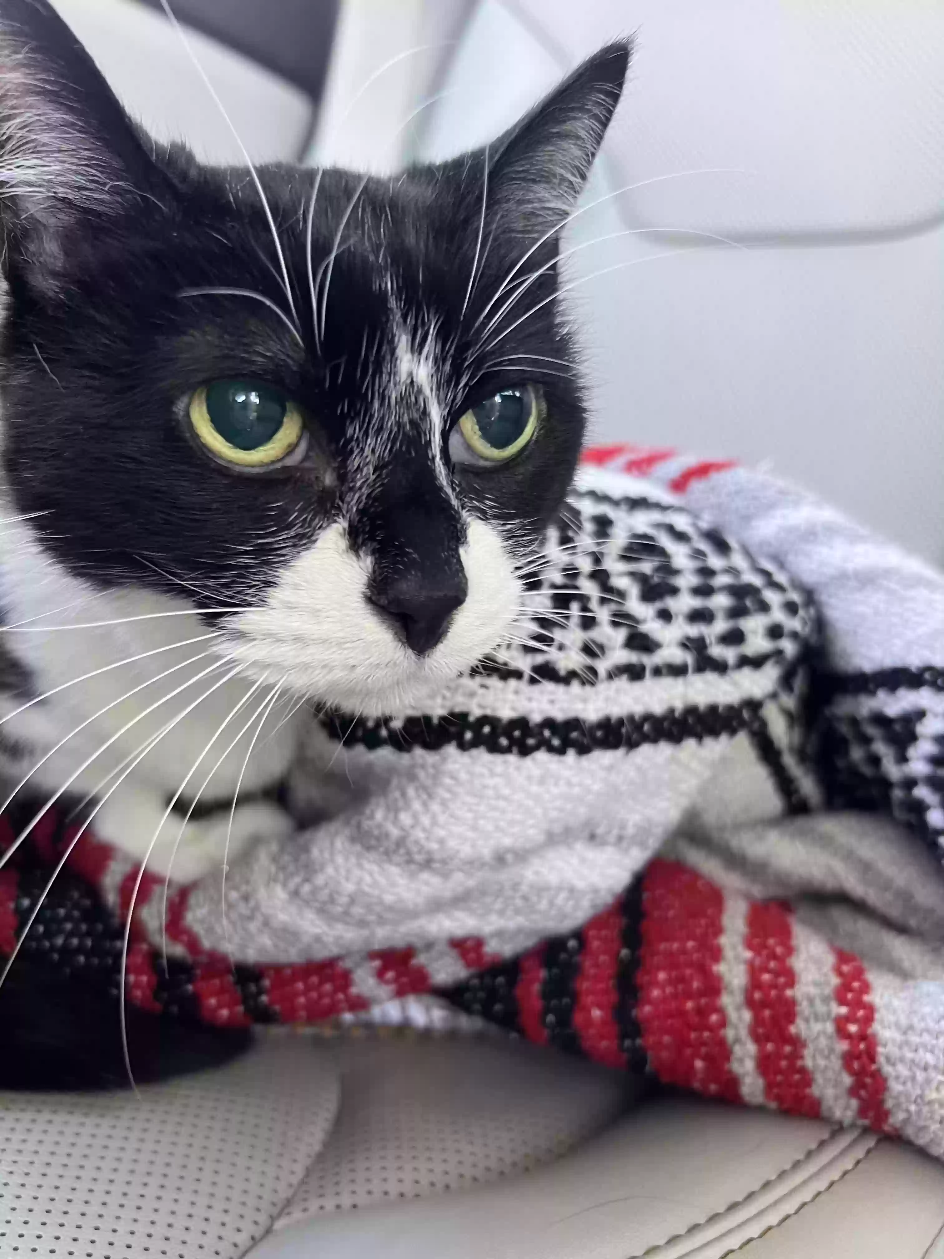 adoptable Cat in Bonita,CA named Minnie
