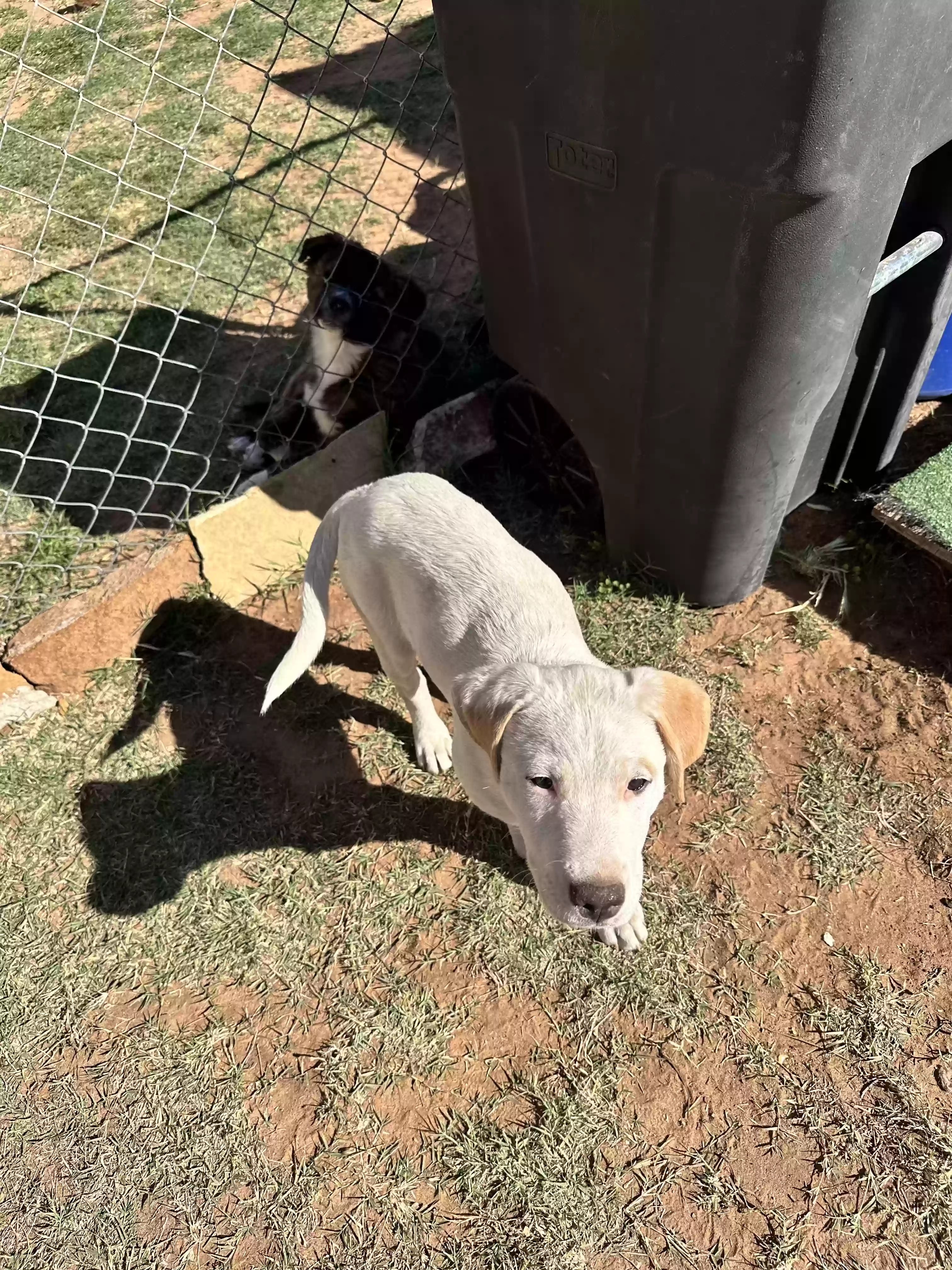 adoptable Dog in Odessa,TX named MEL