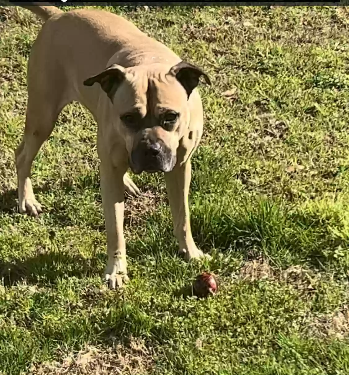 adoptable Dog in Locust Grove,GA named Ralo