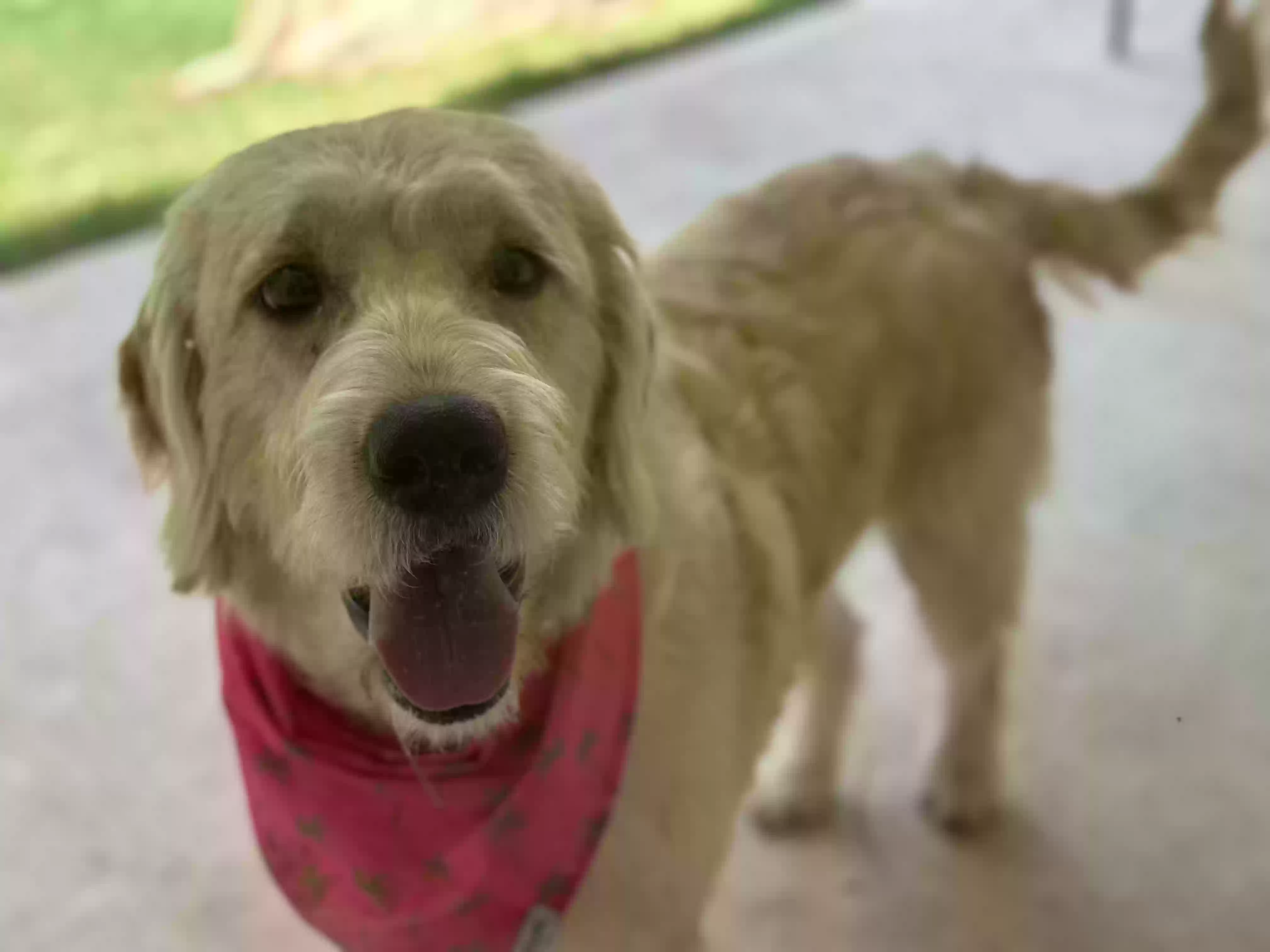 adoptable Dog in Valley,AL named CINDER-ELLA