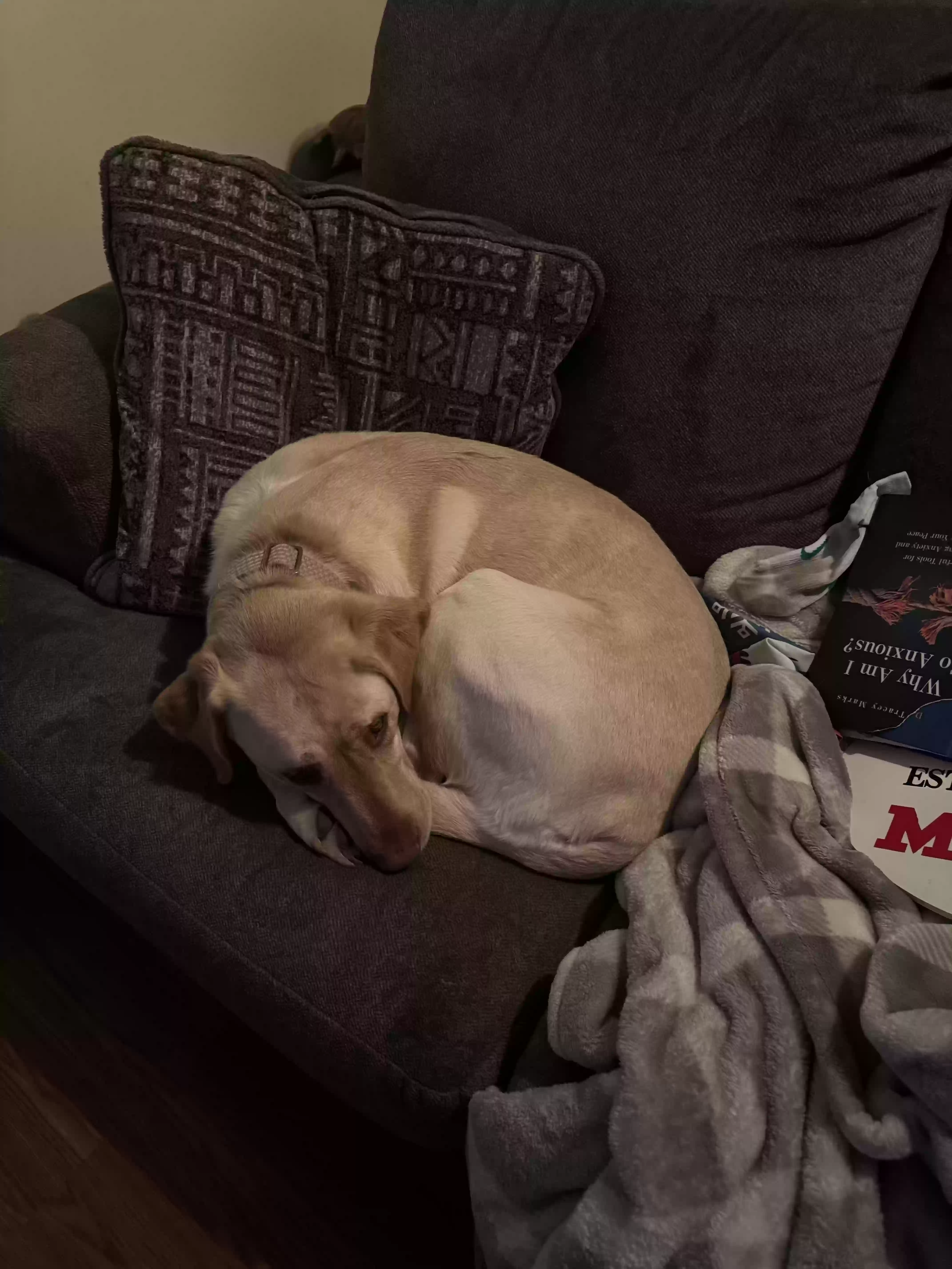 adoptable Dog in Canandaigua,NY named Maisy
