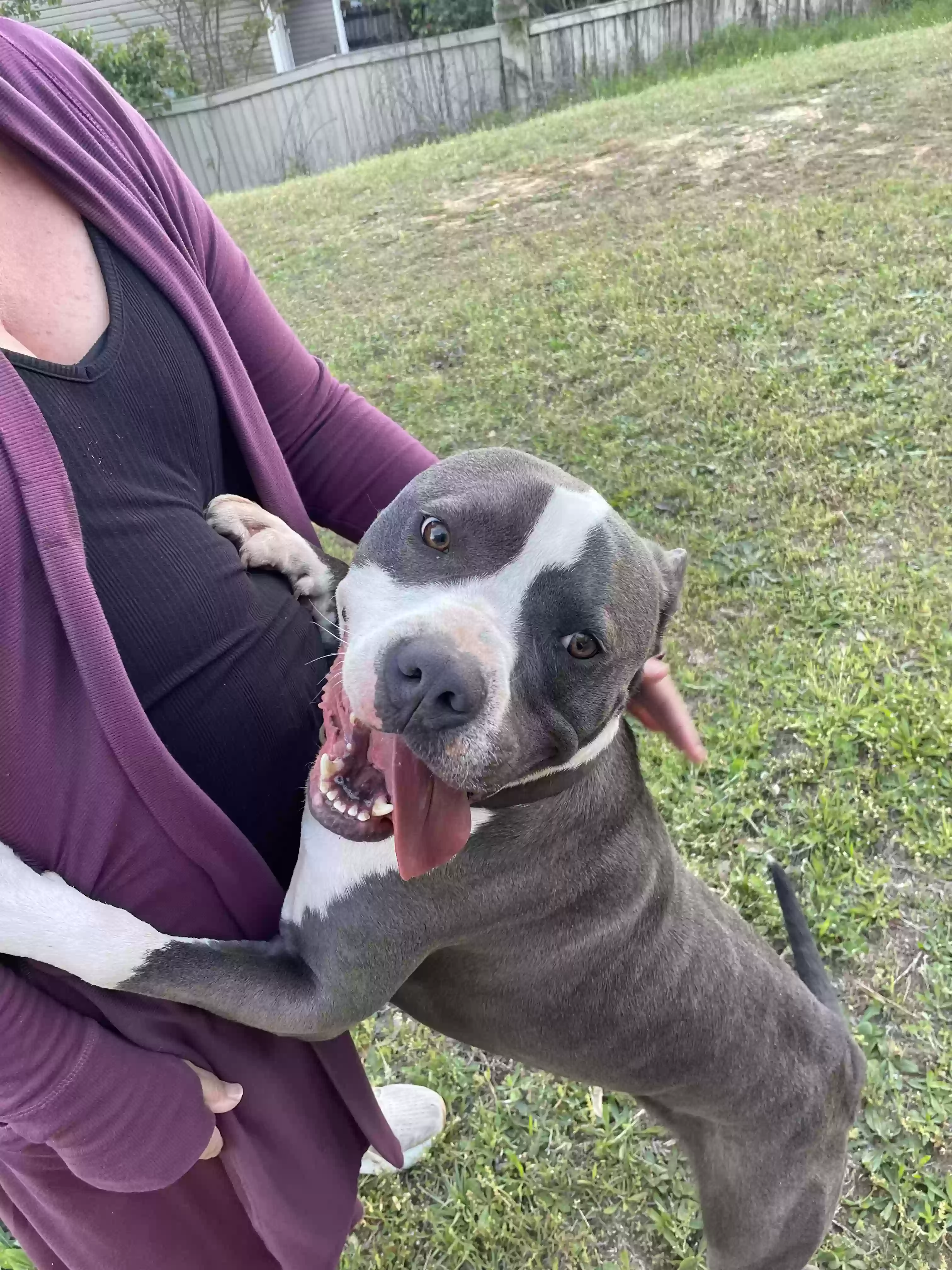 adoptable Dog in Tuscaloosa,AL named Unknown - microchipped as 