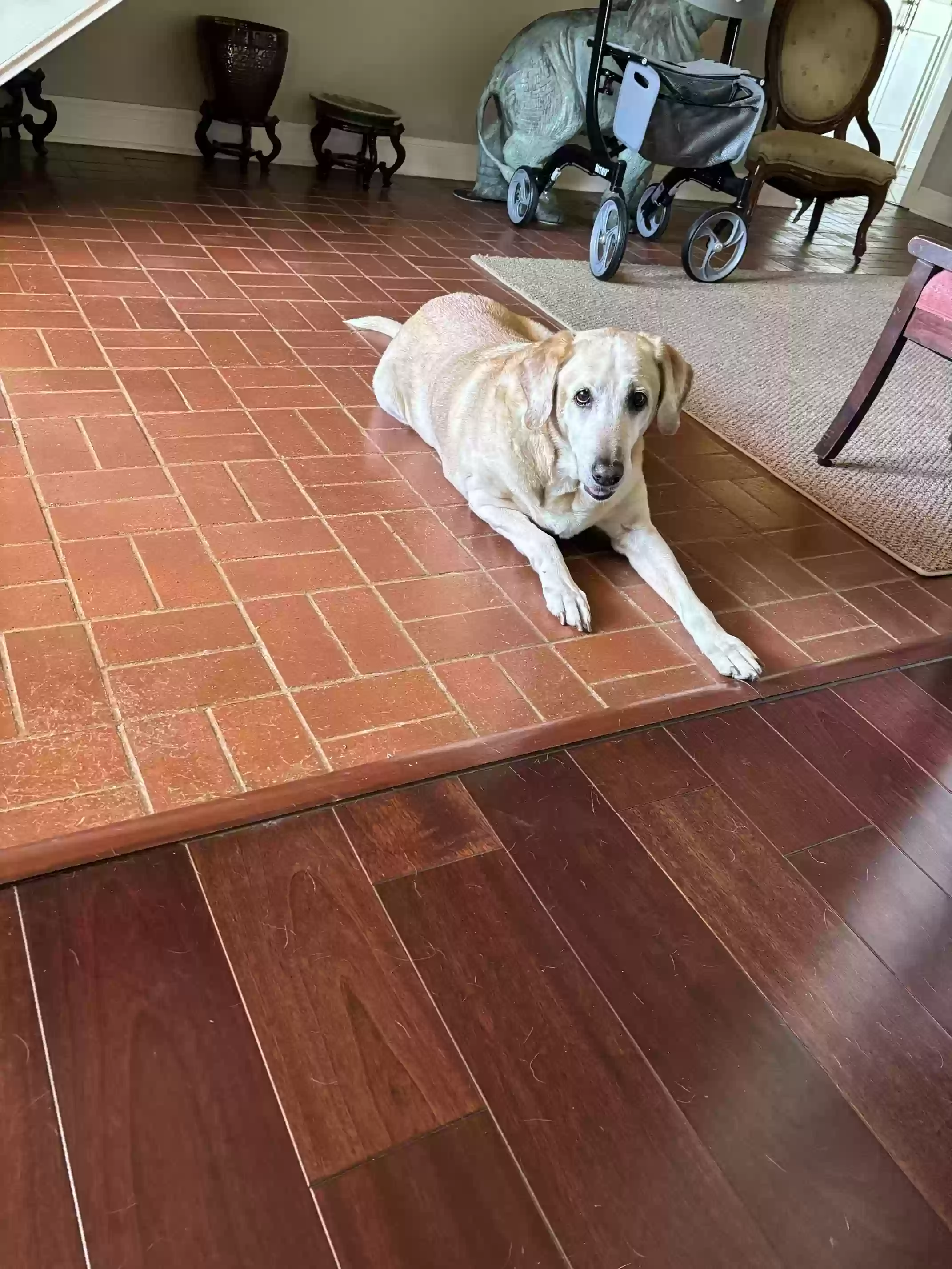 adoptable Dog in Lake Charles,LA named Maggie