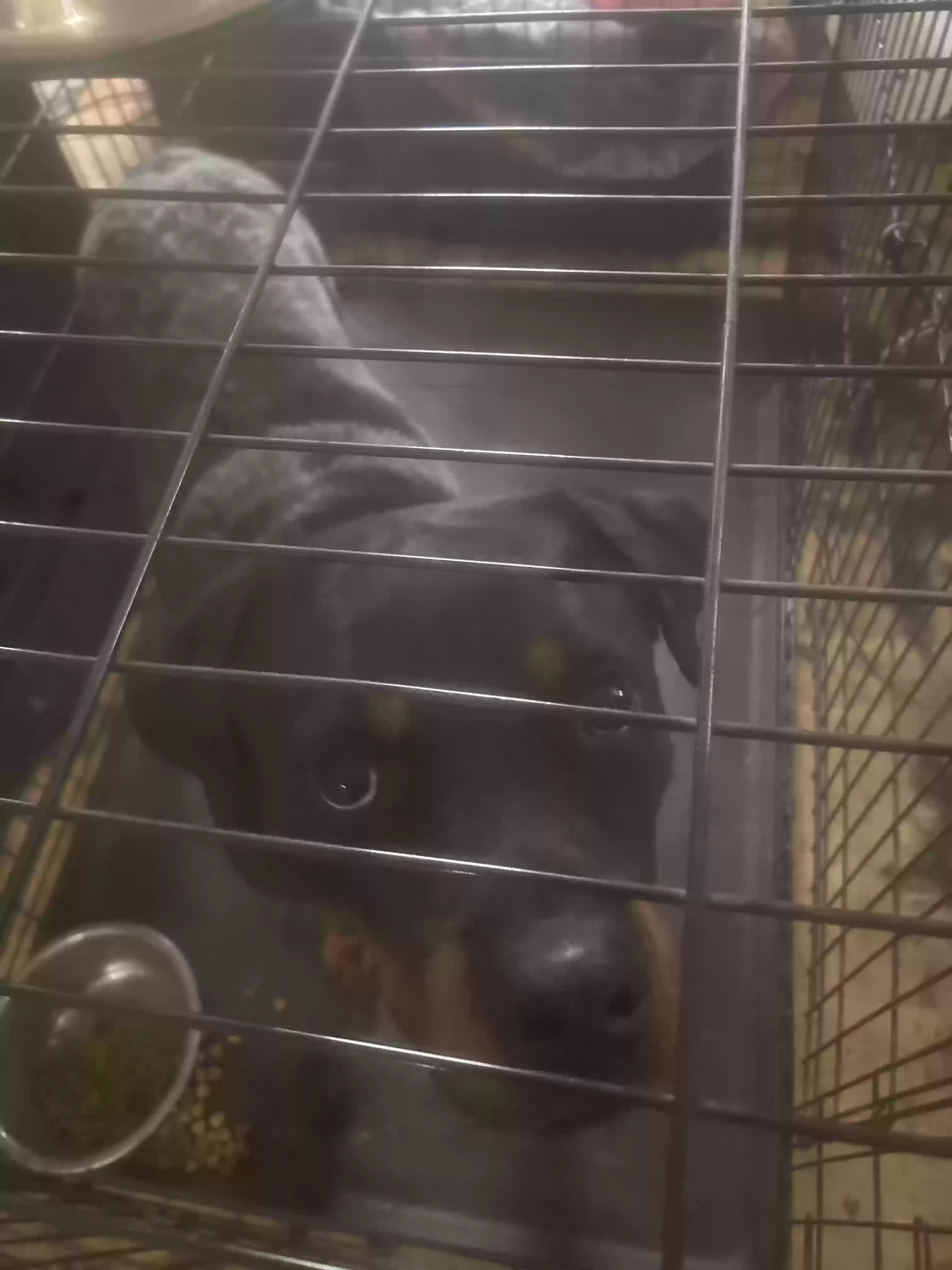 adoptable Dog in Westwego,LA named Nova