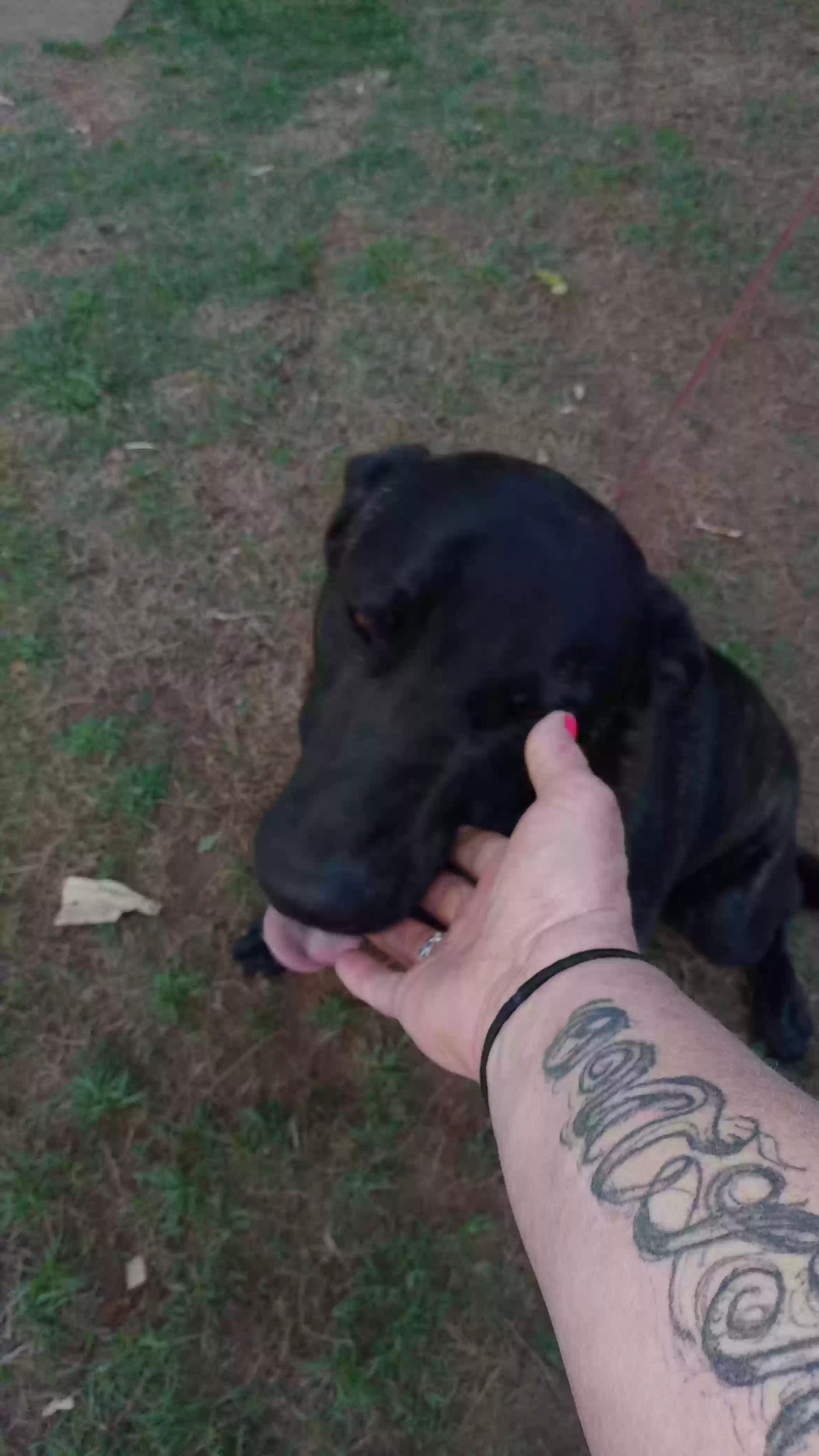 adoptable Dog in Watkinsville,GA named 
