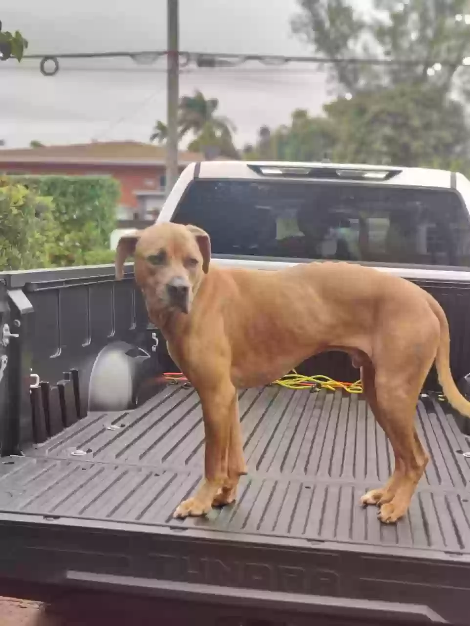 adoptable Dog in Miami,FL named Rocky