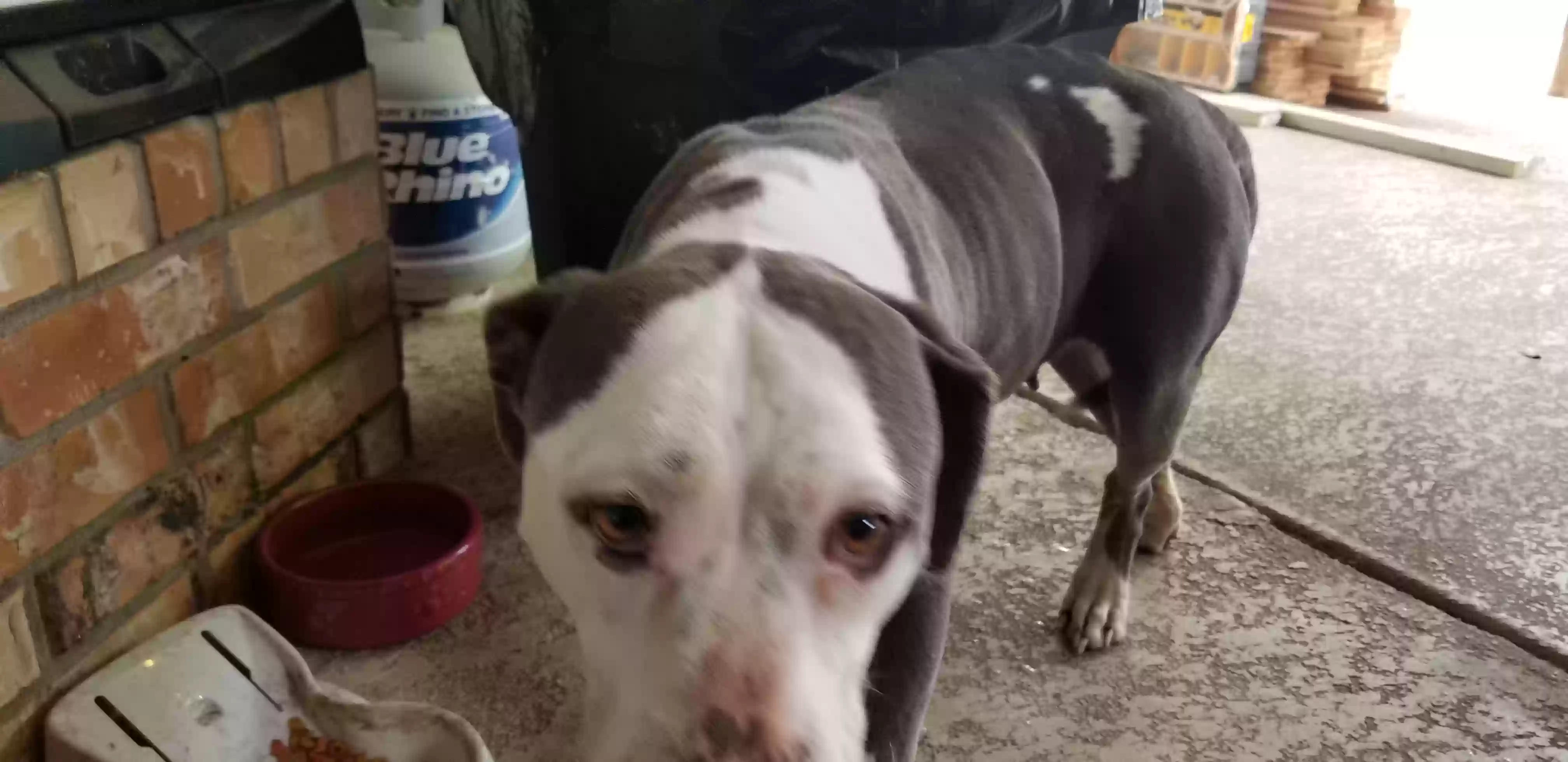 adoptable Dog in Terrell,TX named AngelHeart