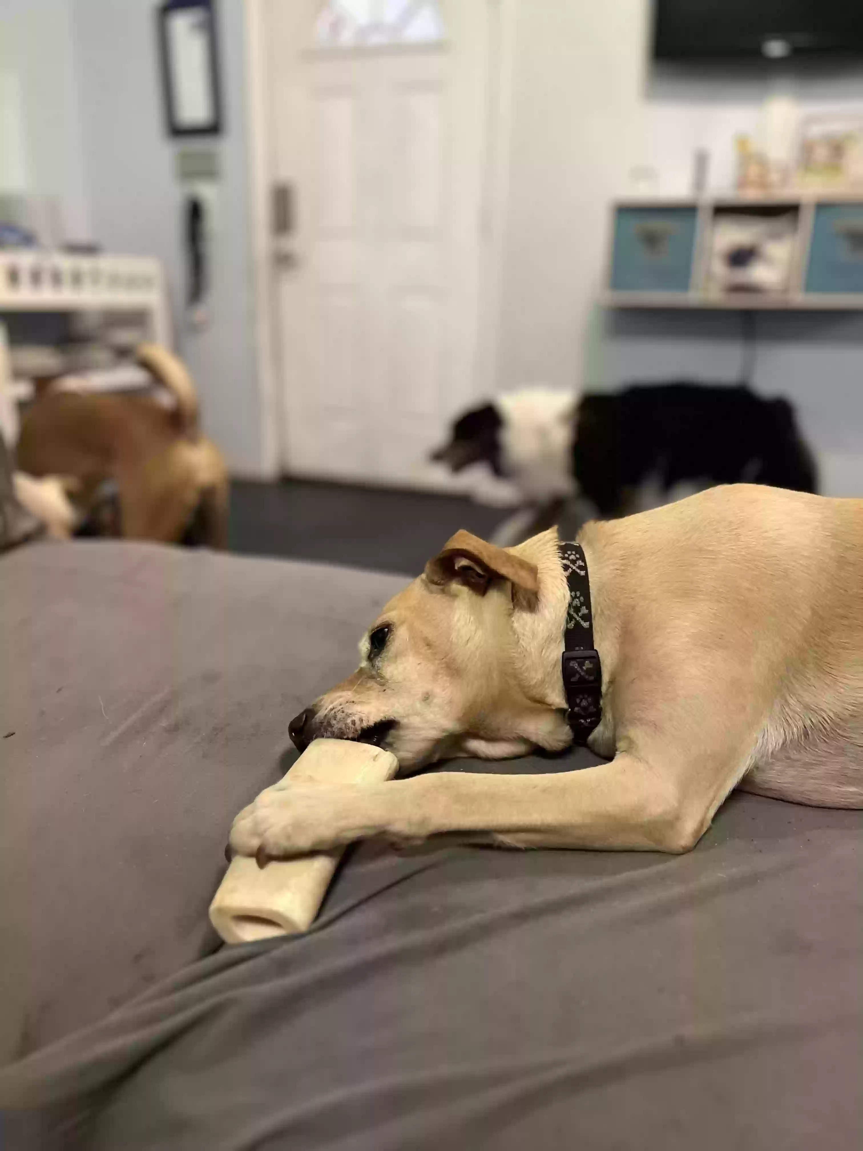 adoptable Dog in Navarre,FL named Dash