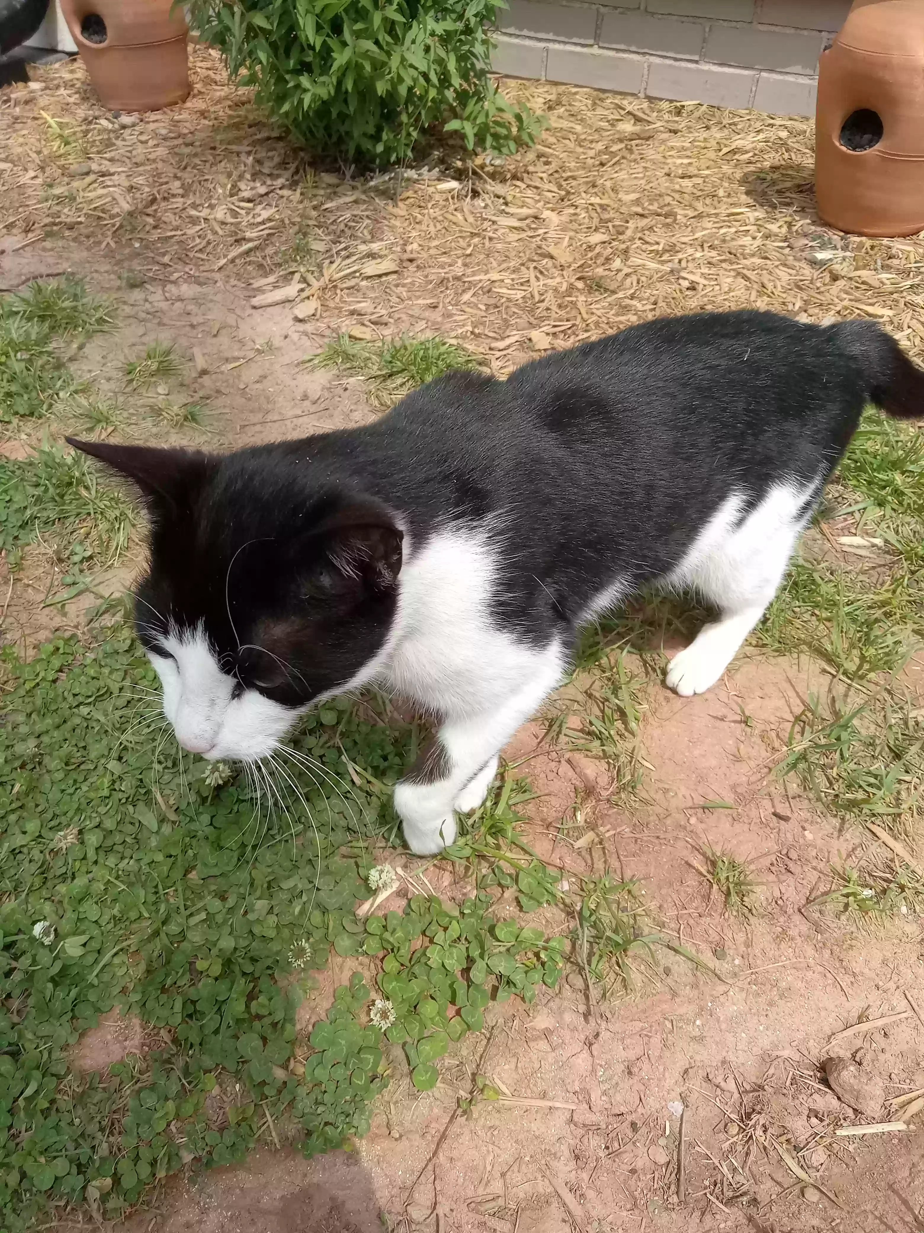 adoptable Cat in Statham,GA named 