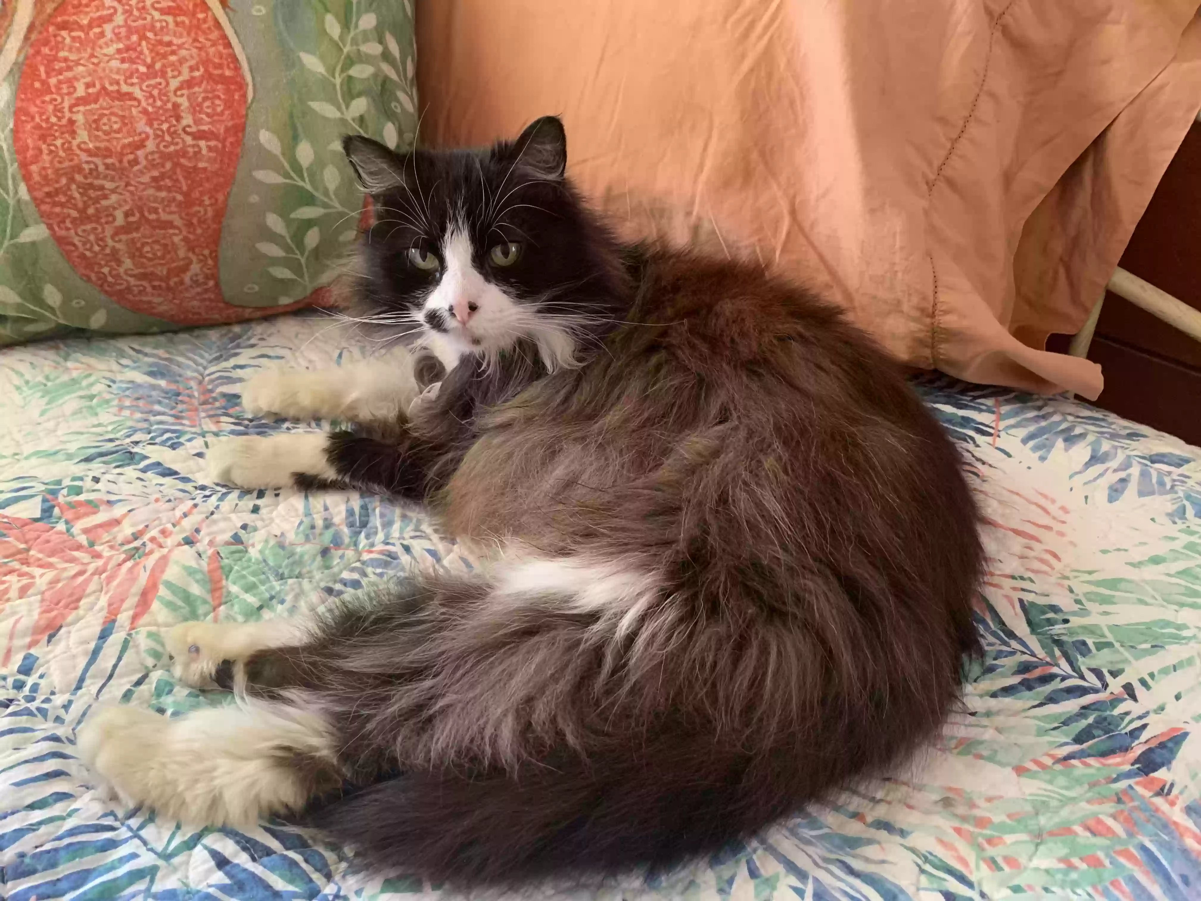 adoptable Cat in Modesto,CA named Molly