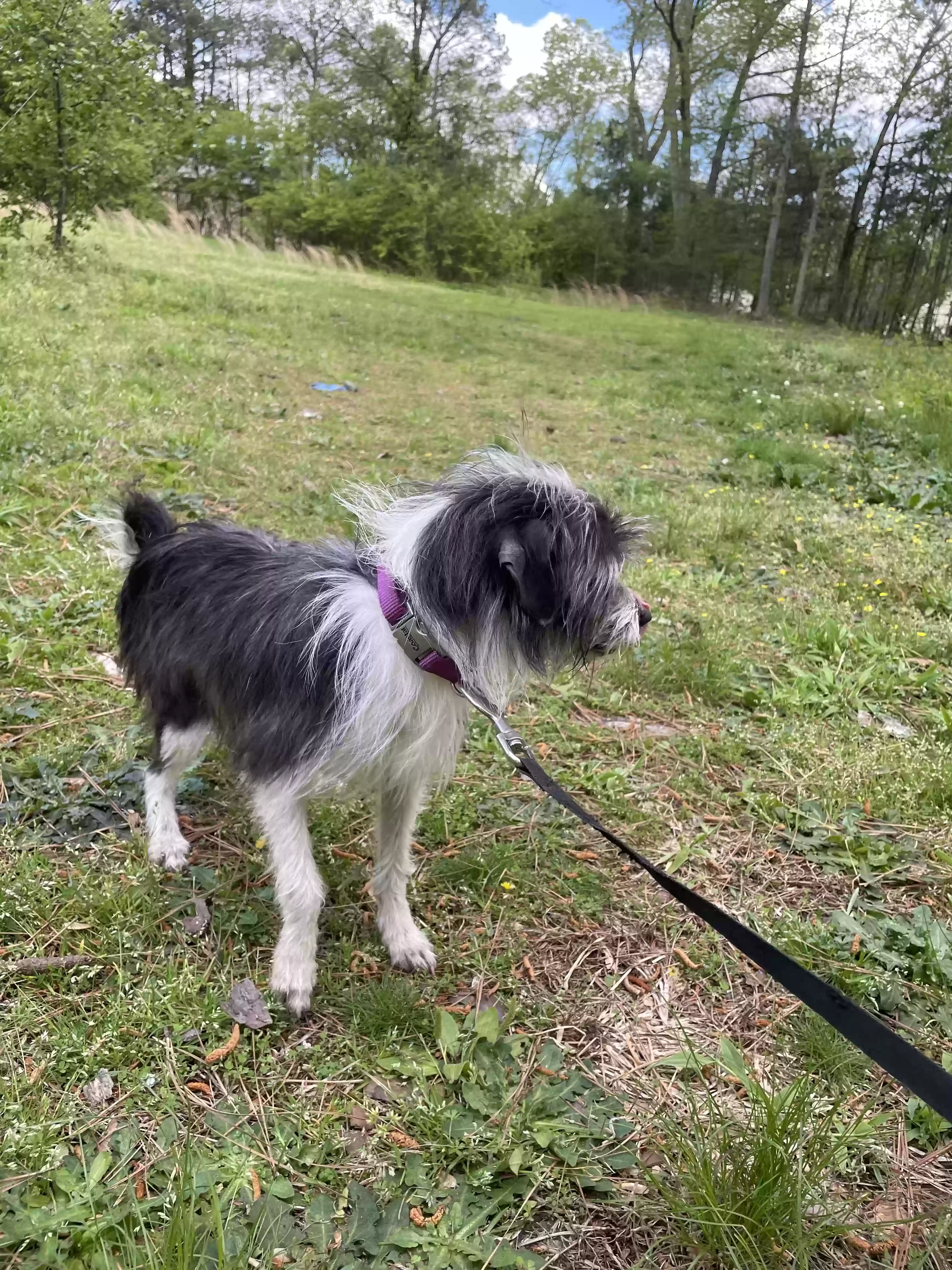 adoptable Dog in Lithonia,GA named Sassy