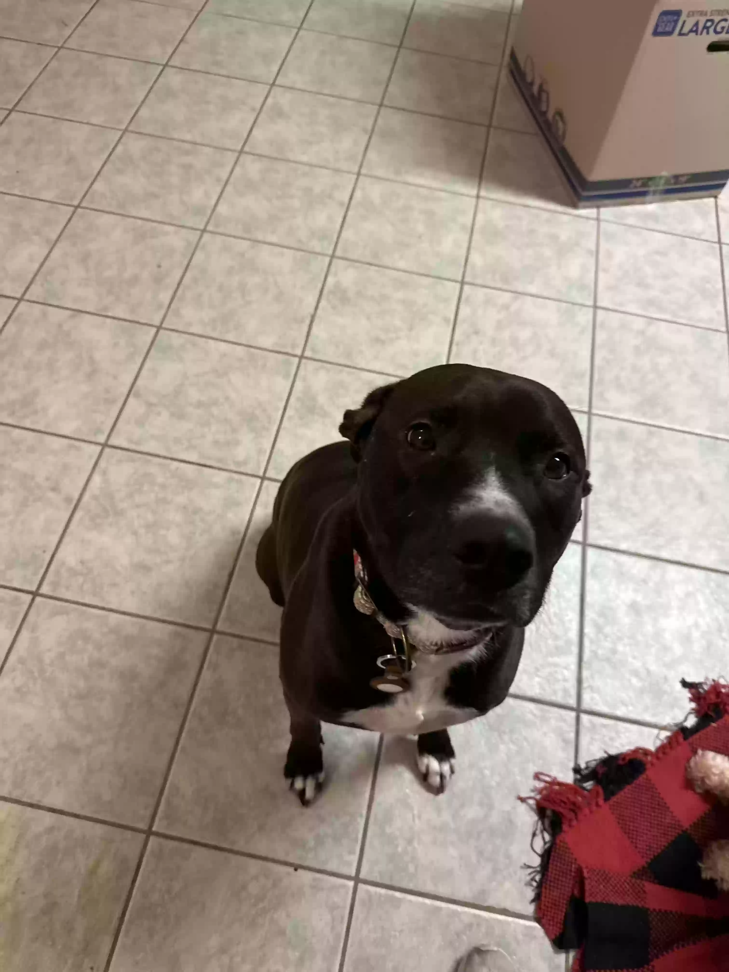 adoptable Dog in Forney,TX named Duke