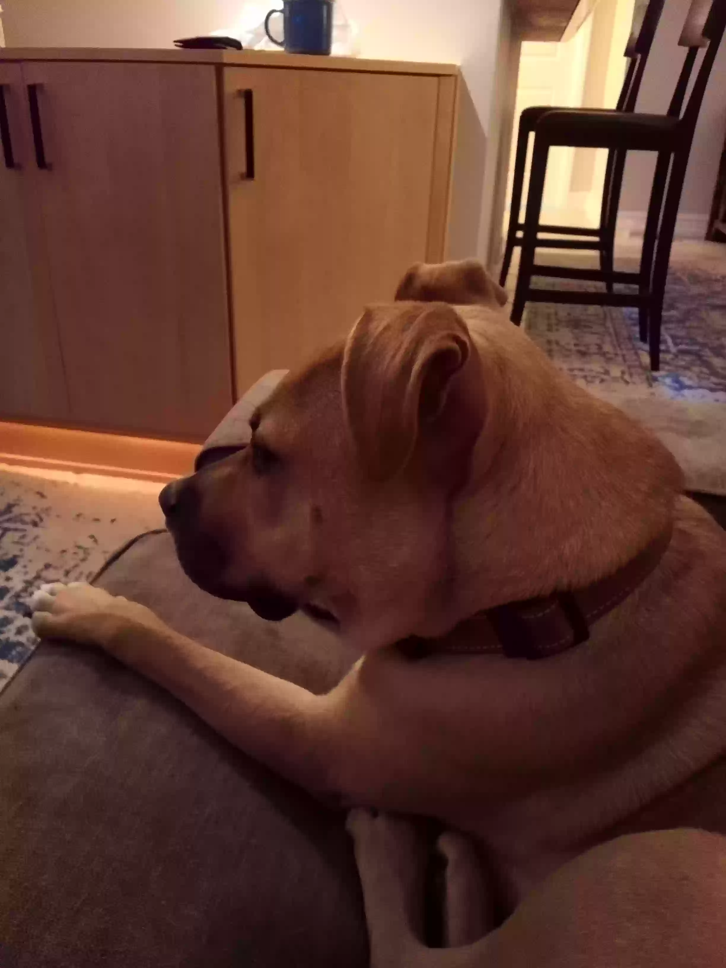 adoptable Dog in Fort Lauderdale,FL named Brewster