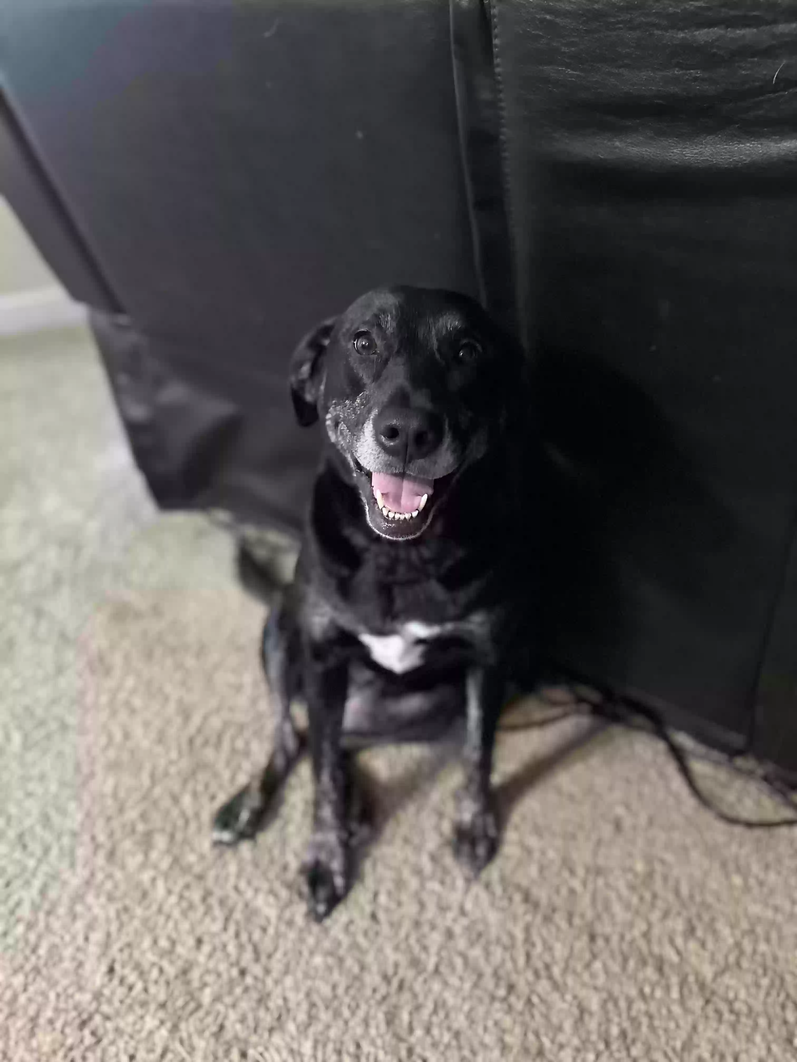 adoptable Dog in Buford,GA named Fanta