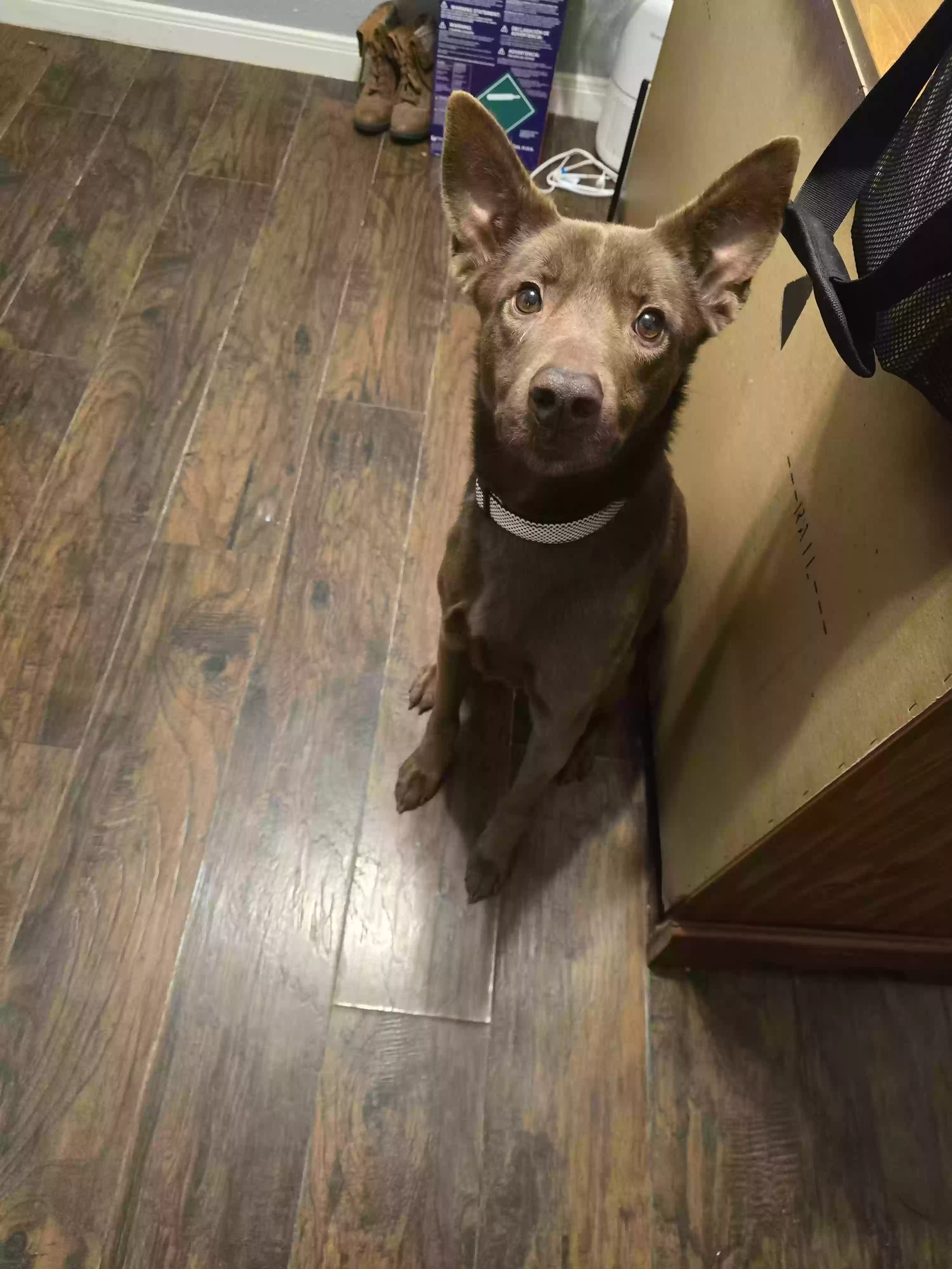 adoptable Dog in Waco,TX named Kenny