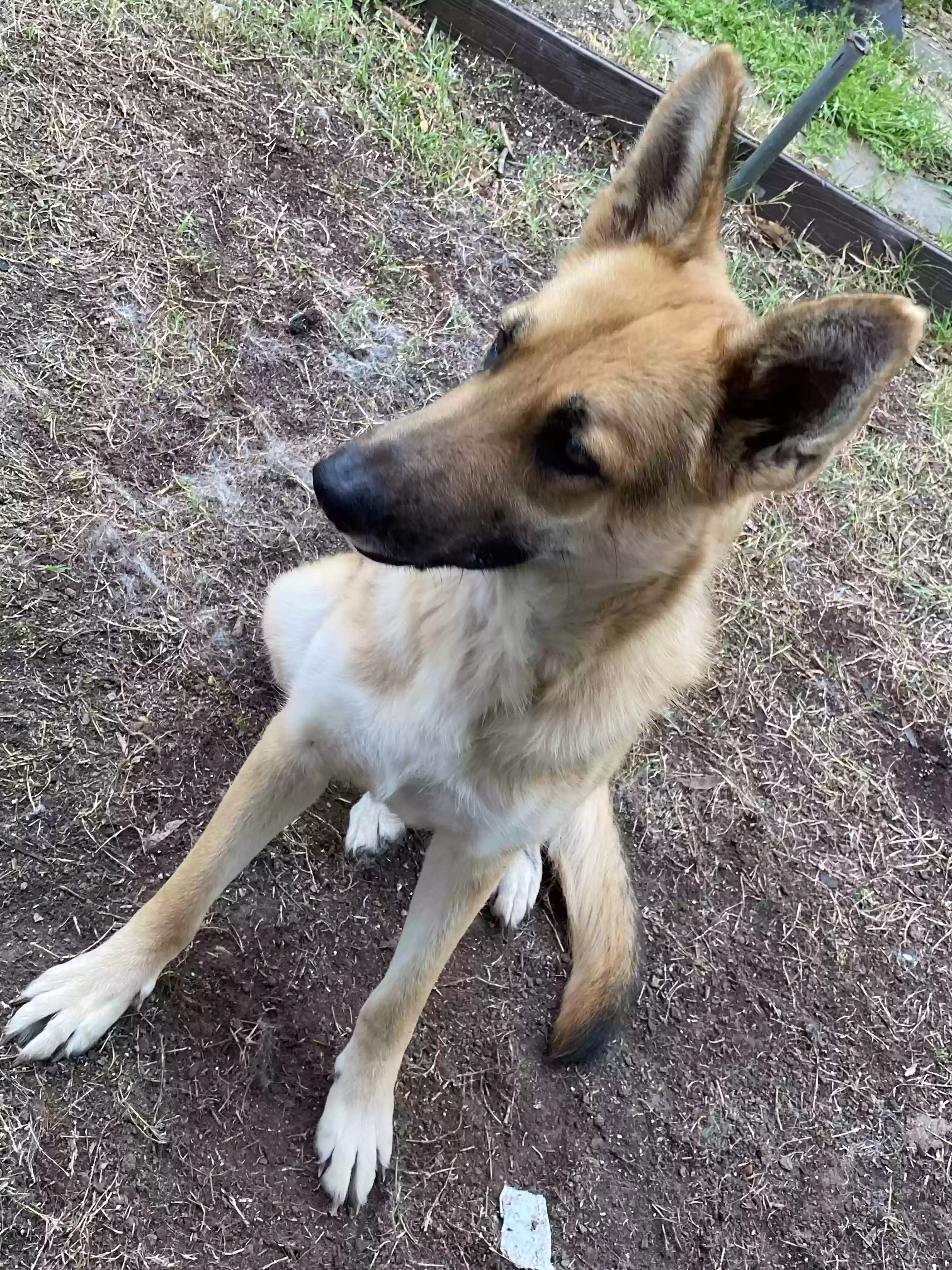 adoptable Dog in Conroe,TX named Luna