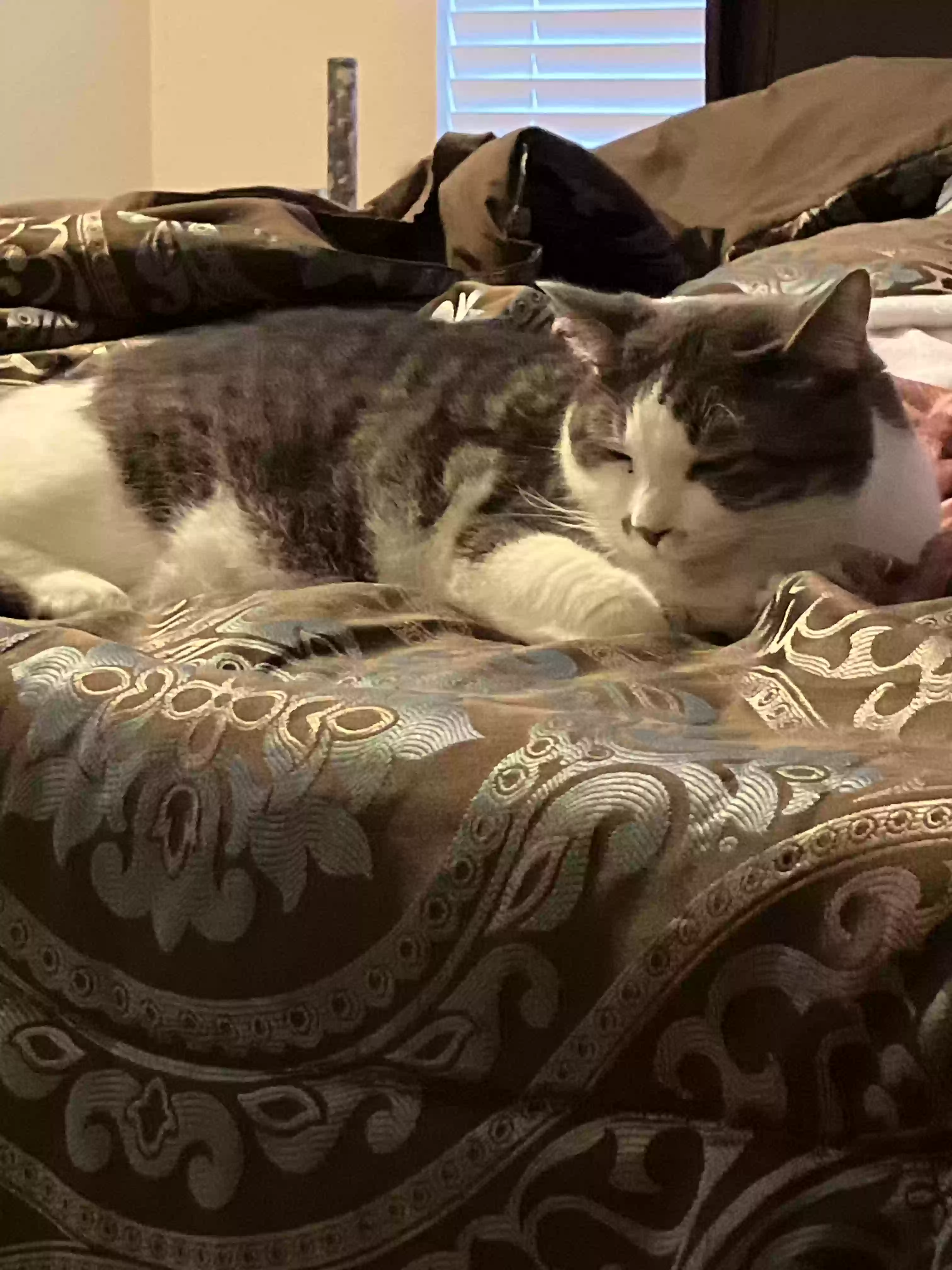 adoptable Cat in Corpus Christi,TX named Orien
