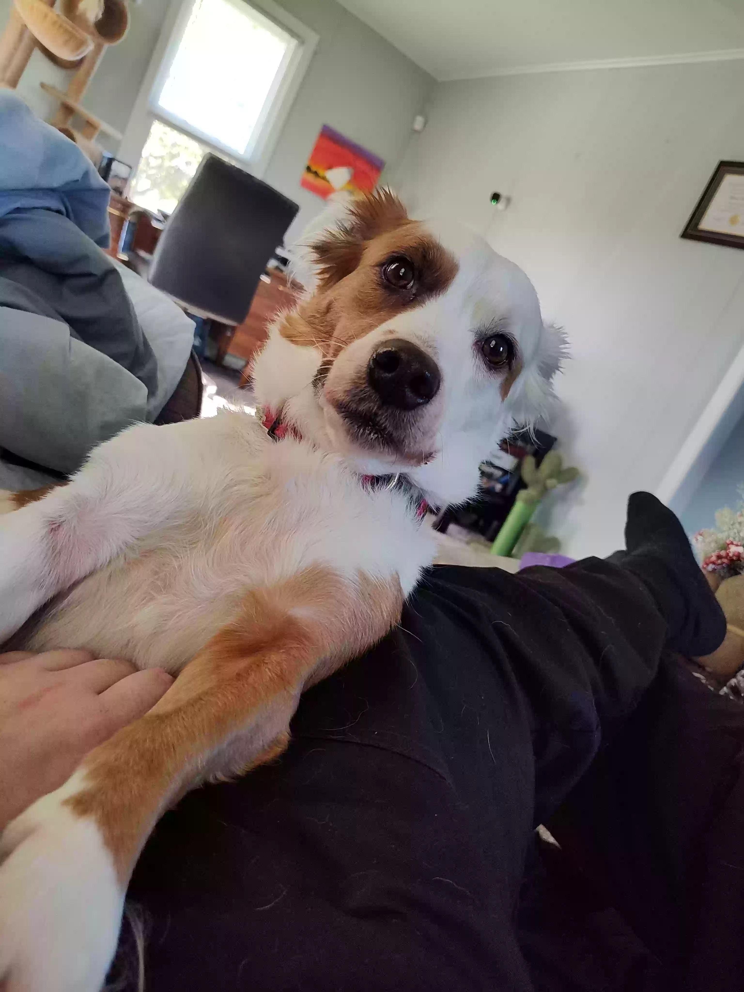 adoptable Dog in Dunn,NC named Chloe