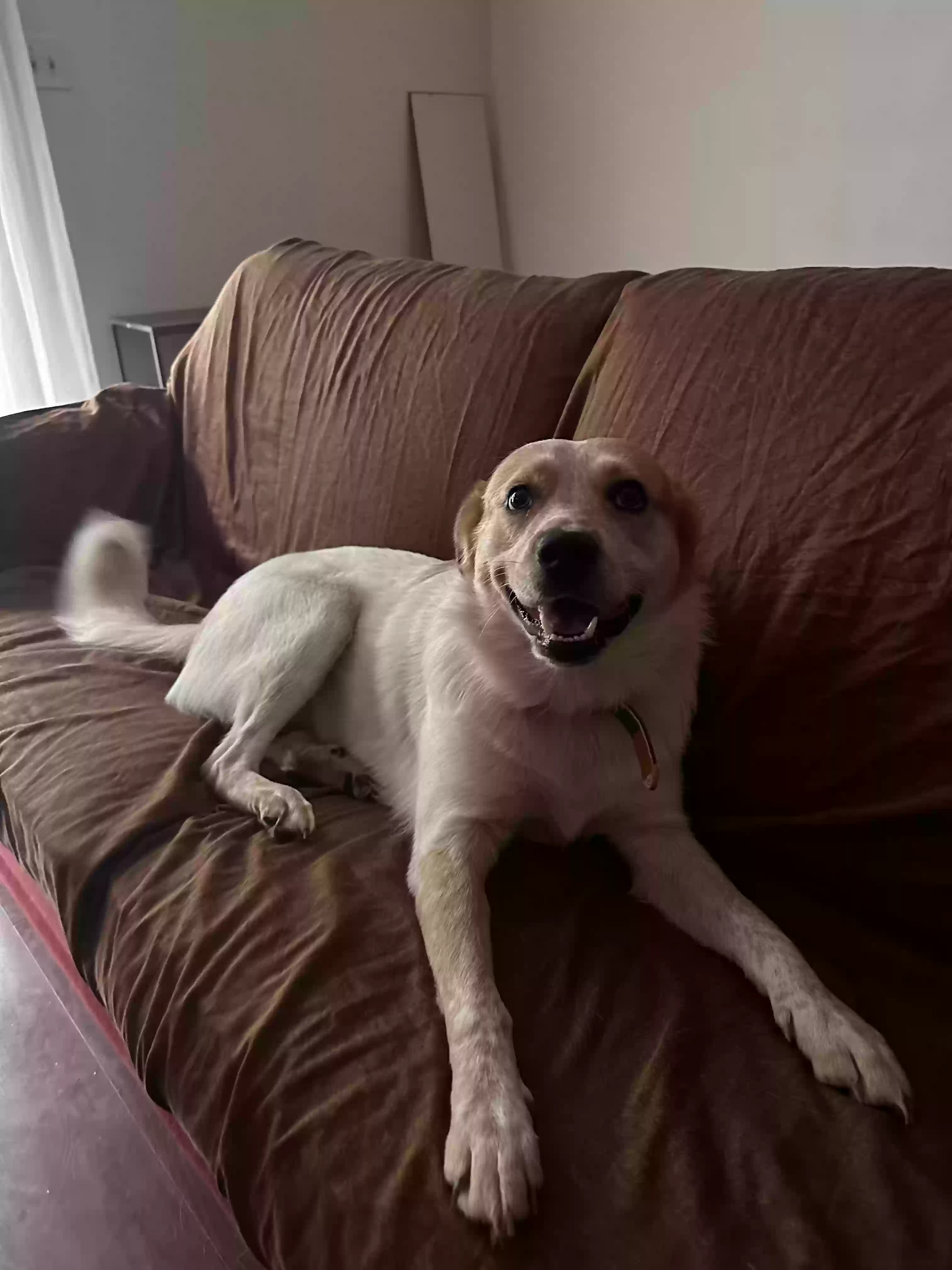 adoptable Dog in Castle Hayne,NC named Kilo