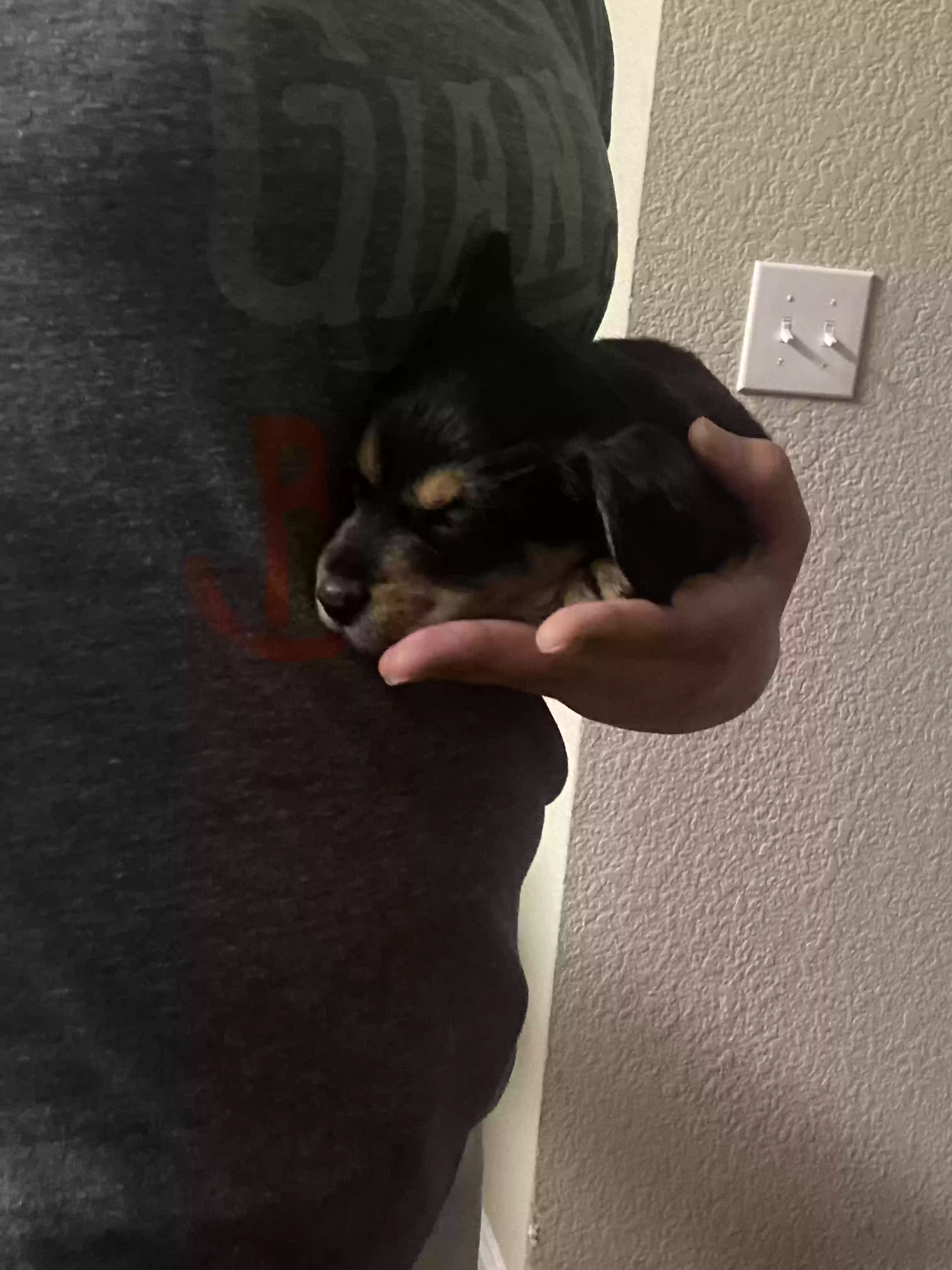Pets Craigslist Clarksville Tn - 61duyhb
