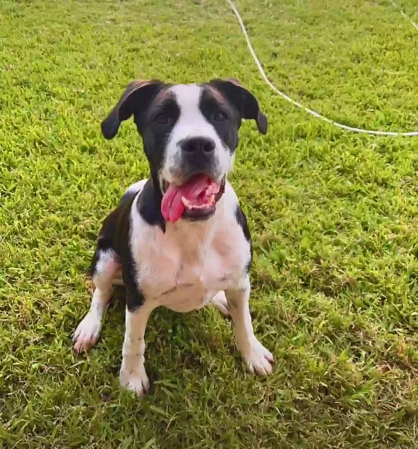 adoptable Dog in Lamesa,TX named Batsy
