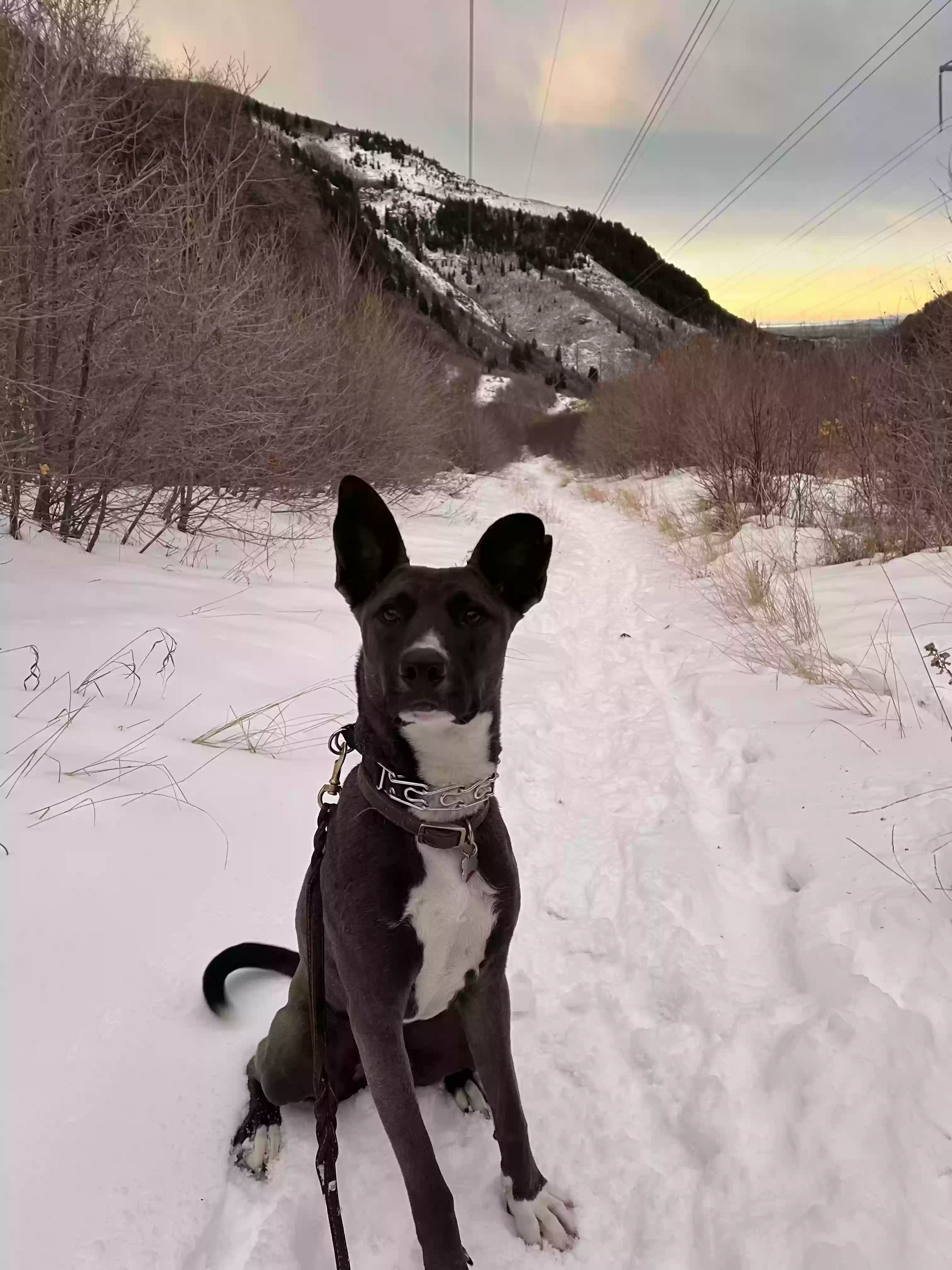 adoptable Dog in Eagle Mountain,UT named 