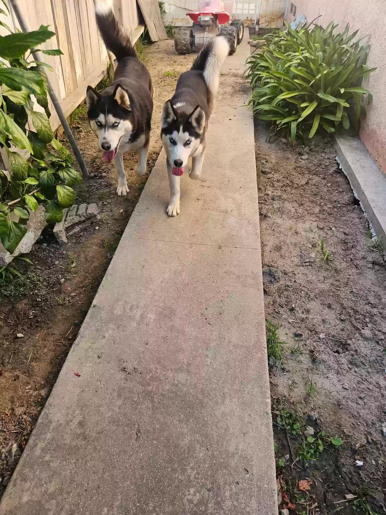 adoptable Dog in Long Beach,CA named Nova