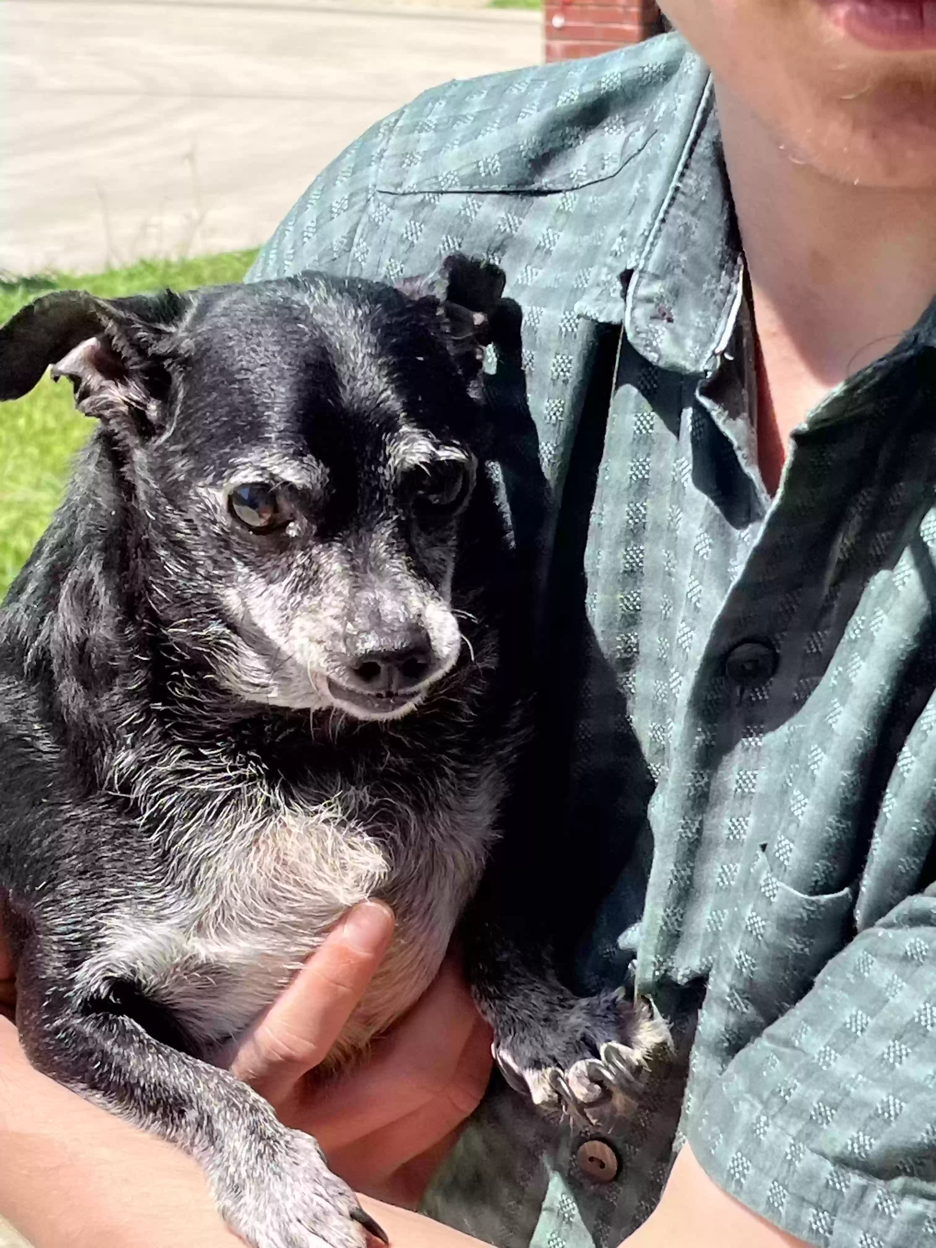 adoptable Dog in Baytown,TX named Smokey
