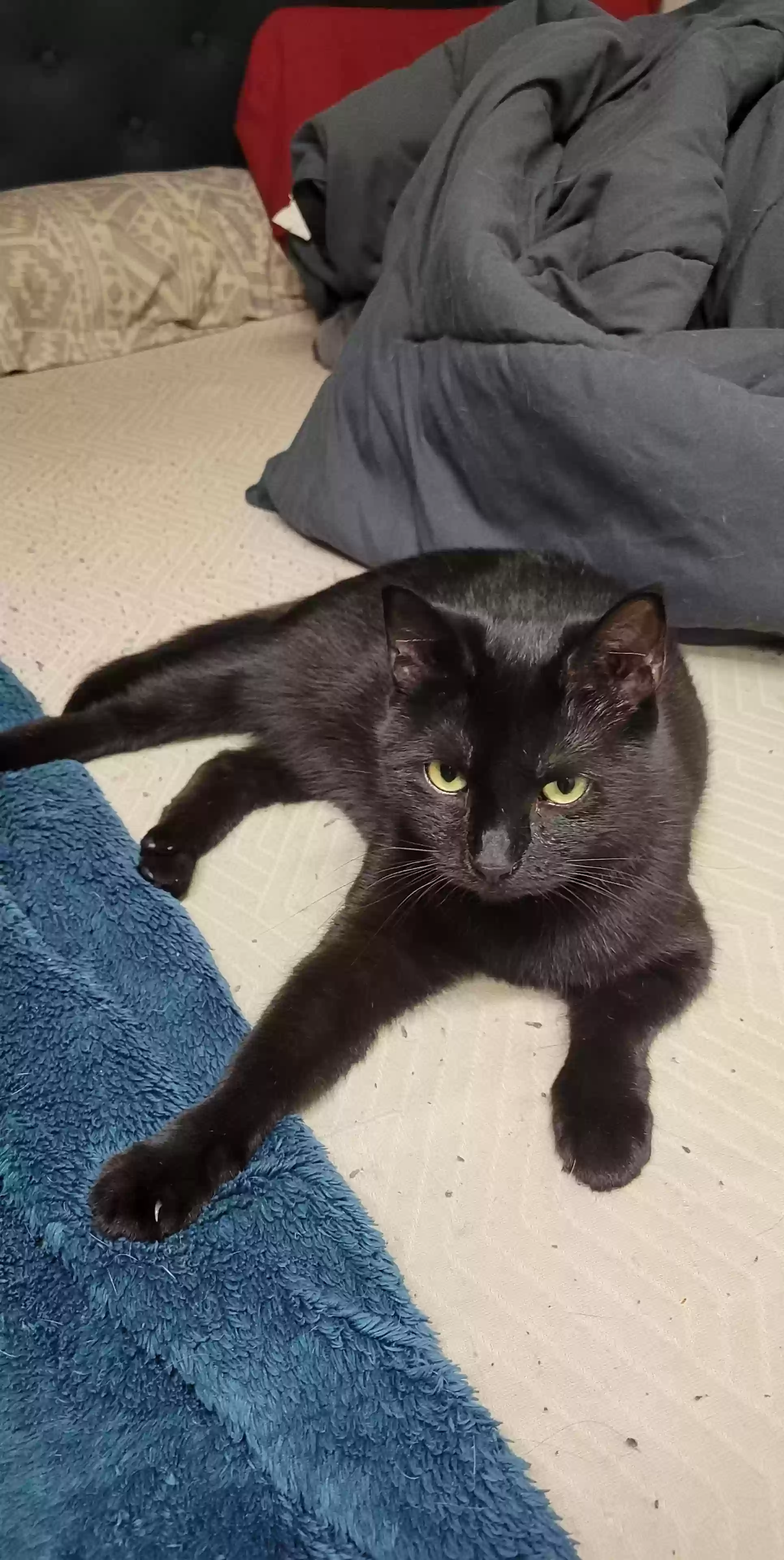 adoptable Cat in New Providence,PA named Stormi