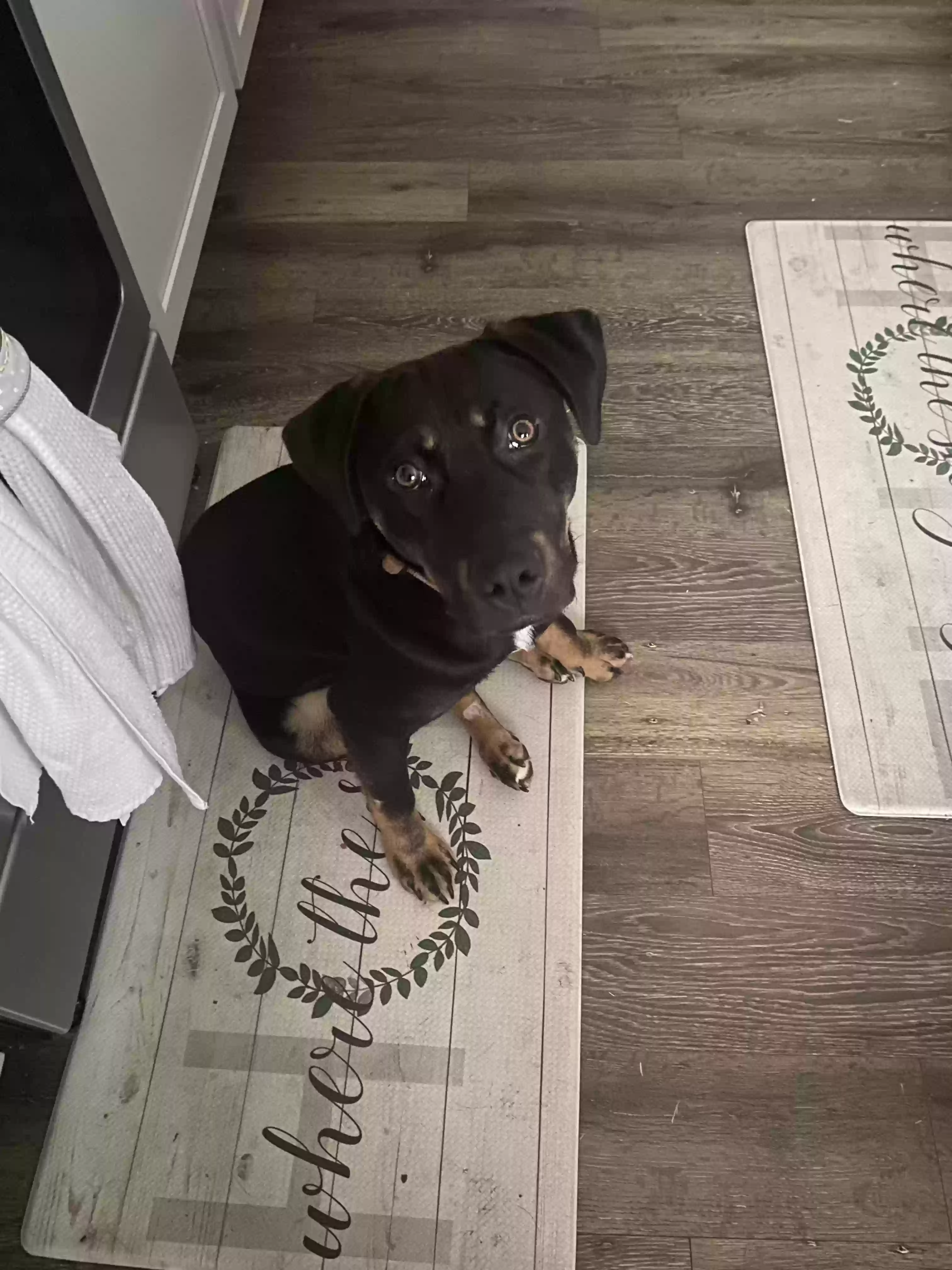 adoptable Dog in Cumming,GA named Dodger