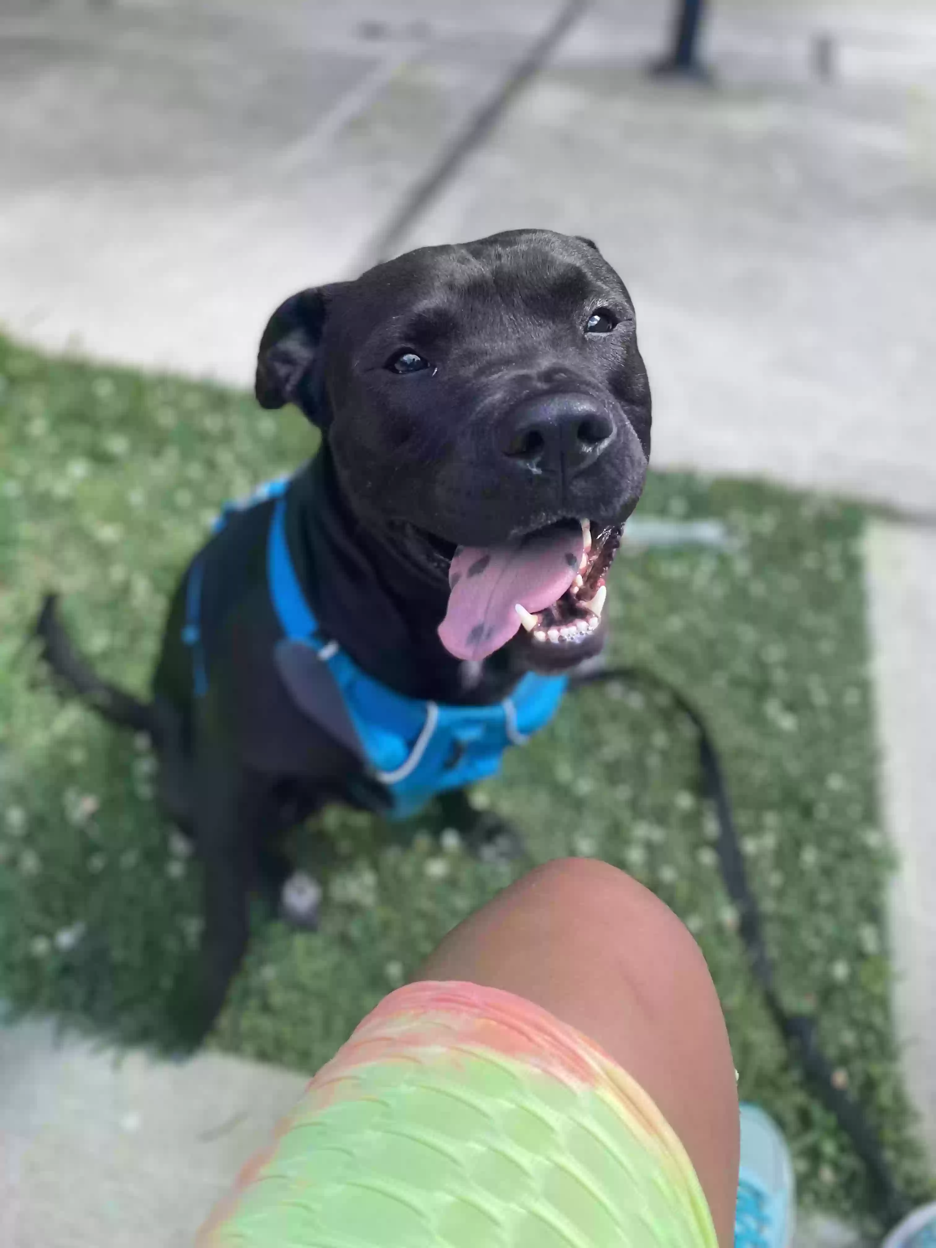 adoptable Dog in Jacksonville,FL named Deuce