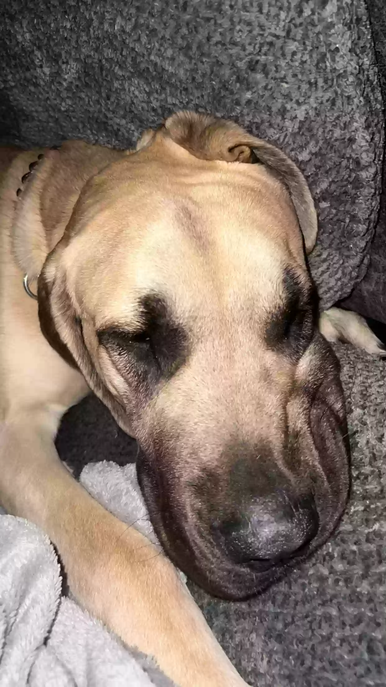 adoptable Dog in Ashland,VA named rex