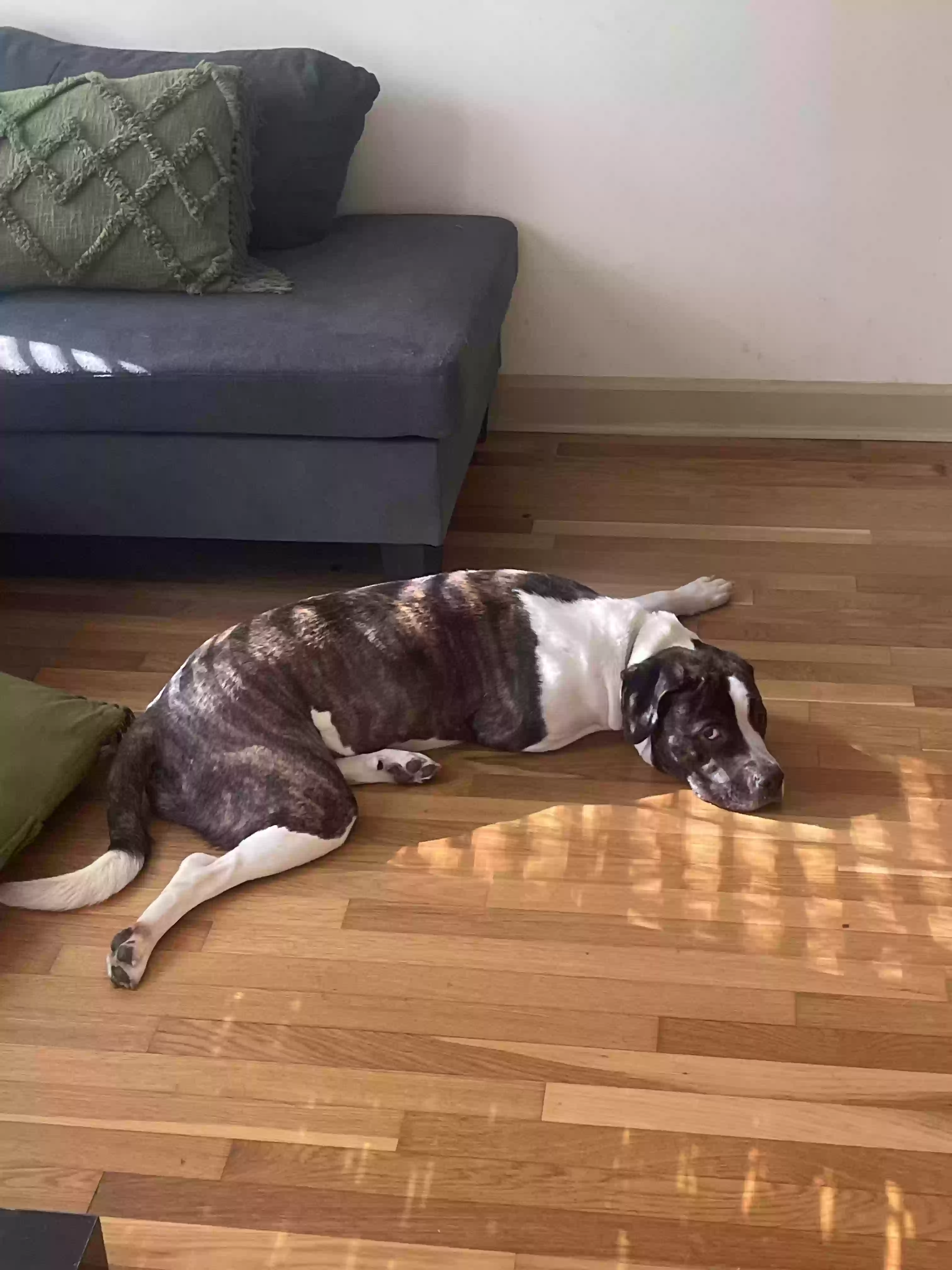 adoptable Dog in Atlanta,GA named mocha