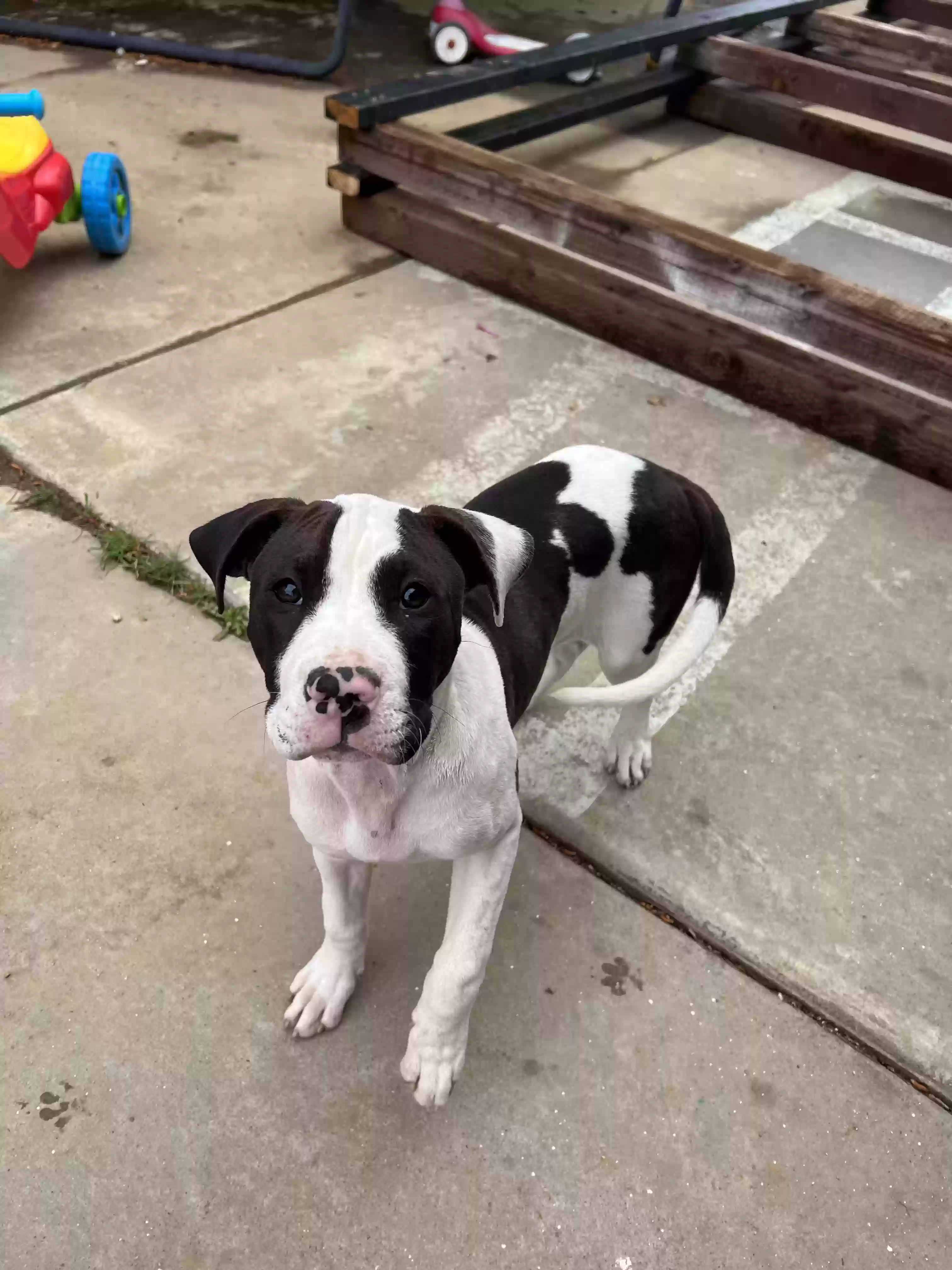 adoptable Dog in Wildomar,CA named Lilo