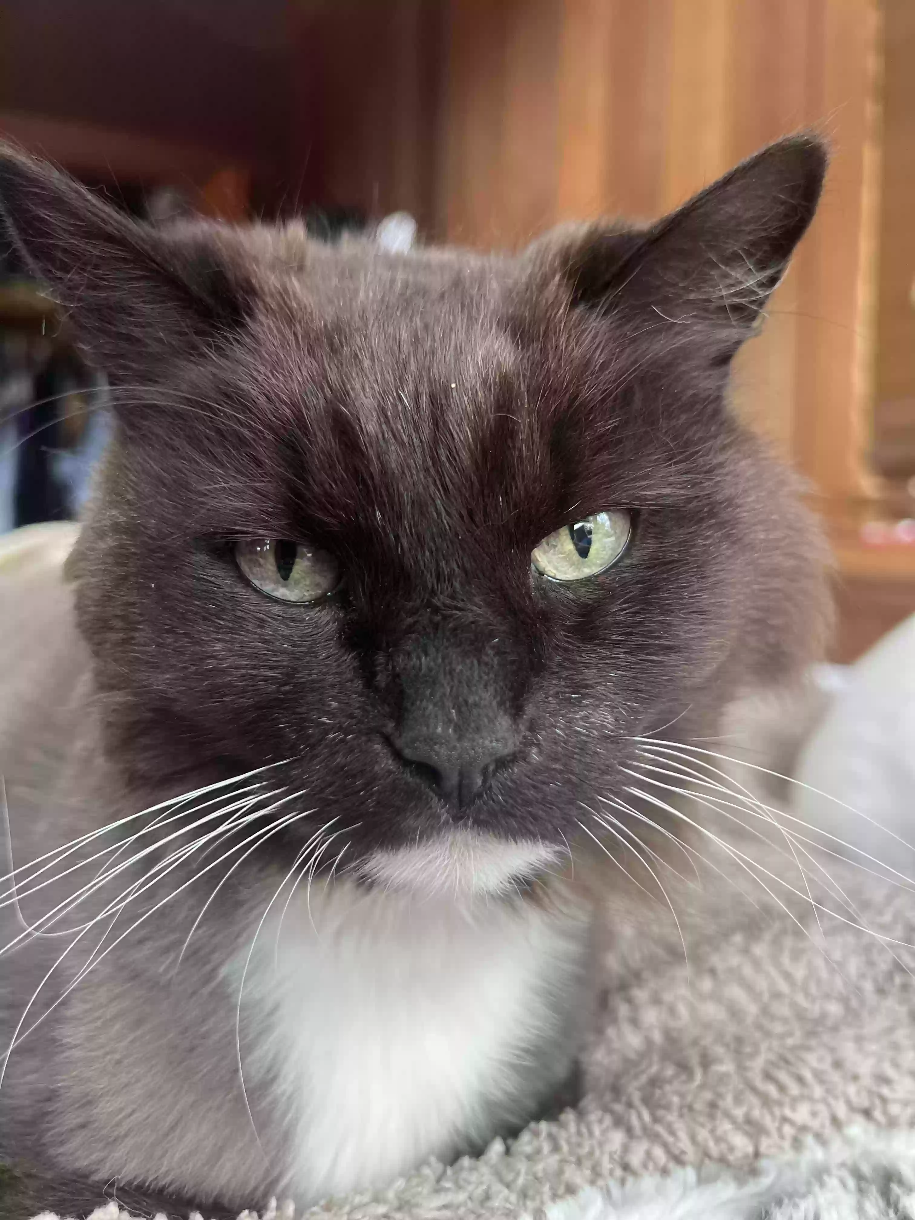 adoptable Cat in Healdsburg,CA named Gonzo