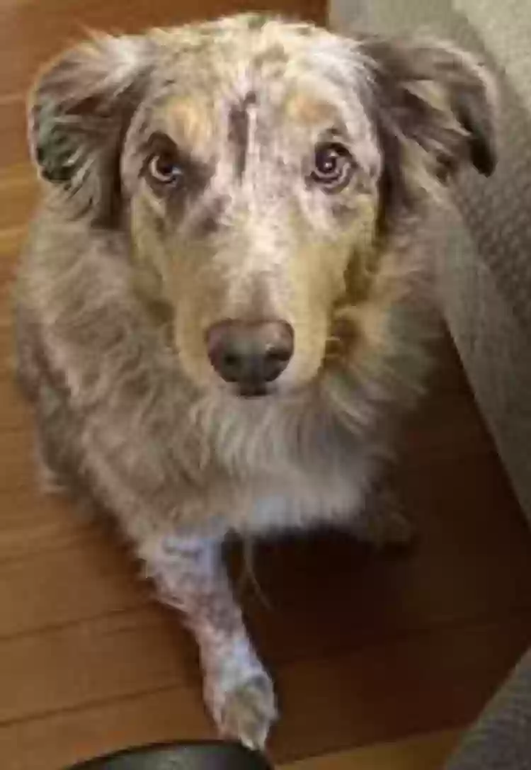 adoptable Dog in Woodbury,CT named Bing