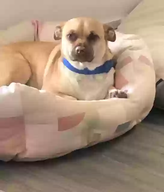 adoptable Dog in Santee,CA named GUIDO