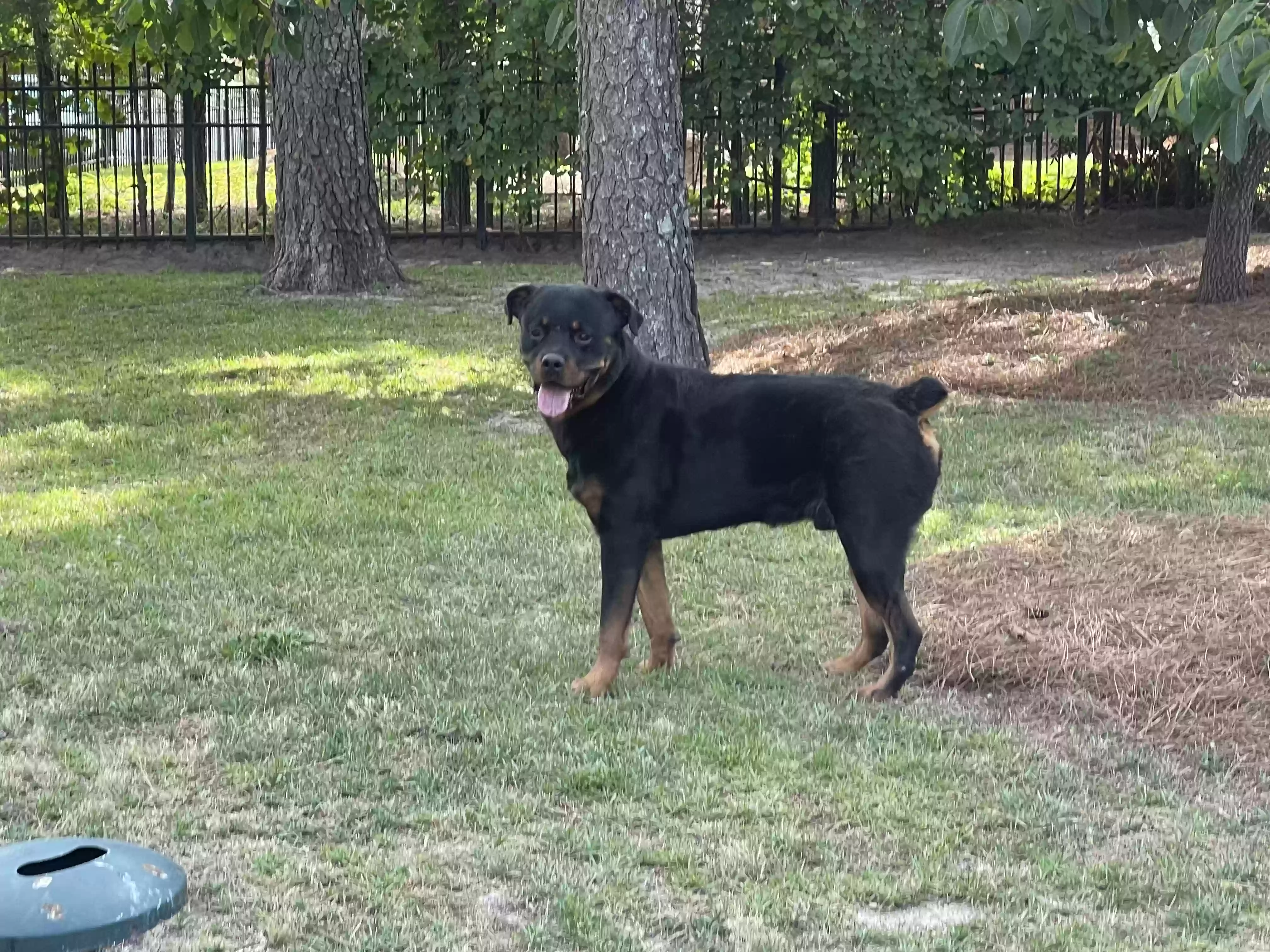 adoptable Dog in Spring Lake,NC named Diesel