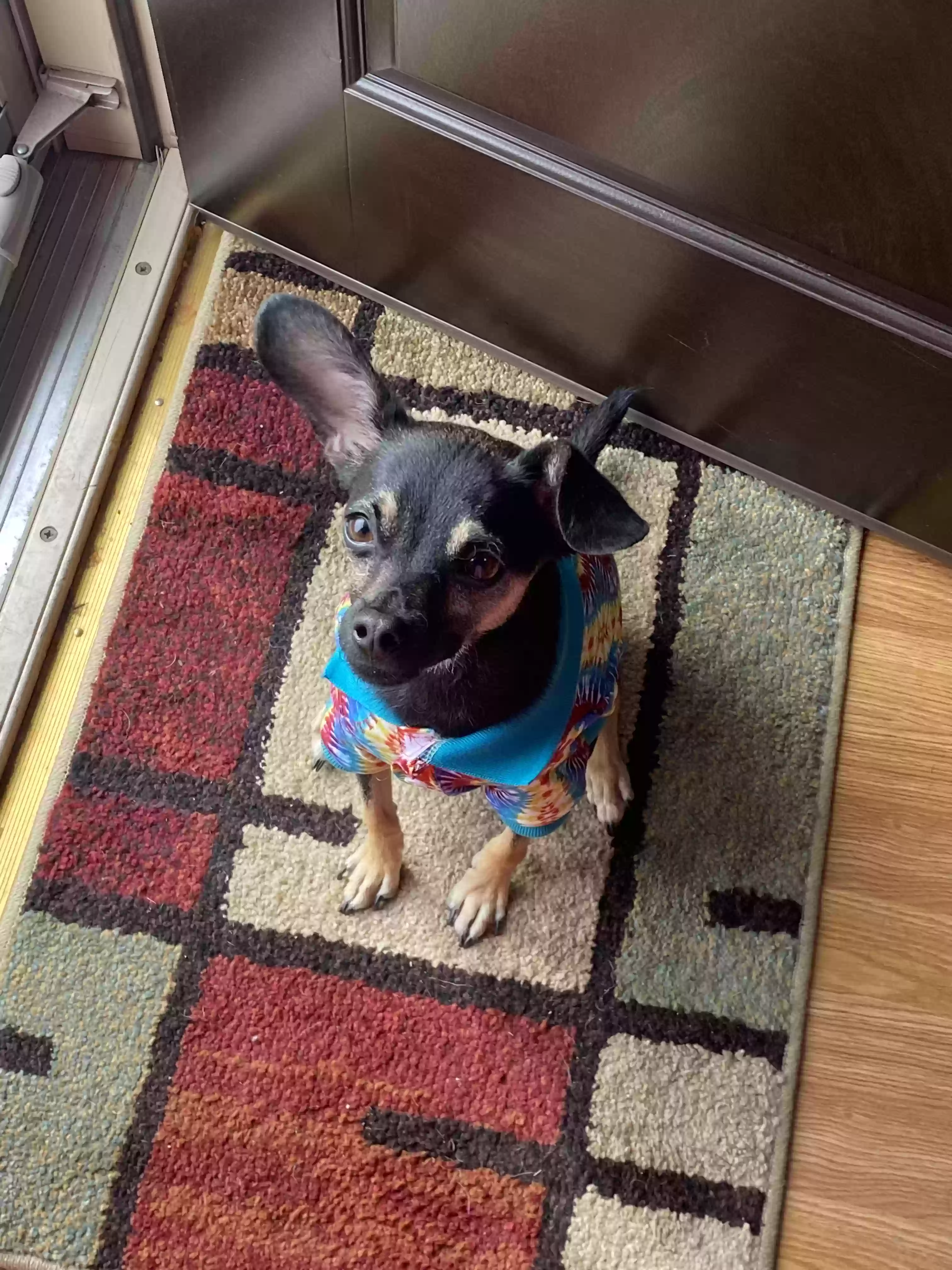 adoptable Dog in Wichita,KS named Sylar