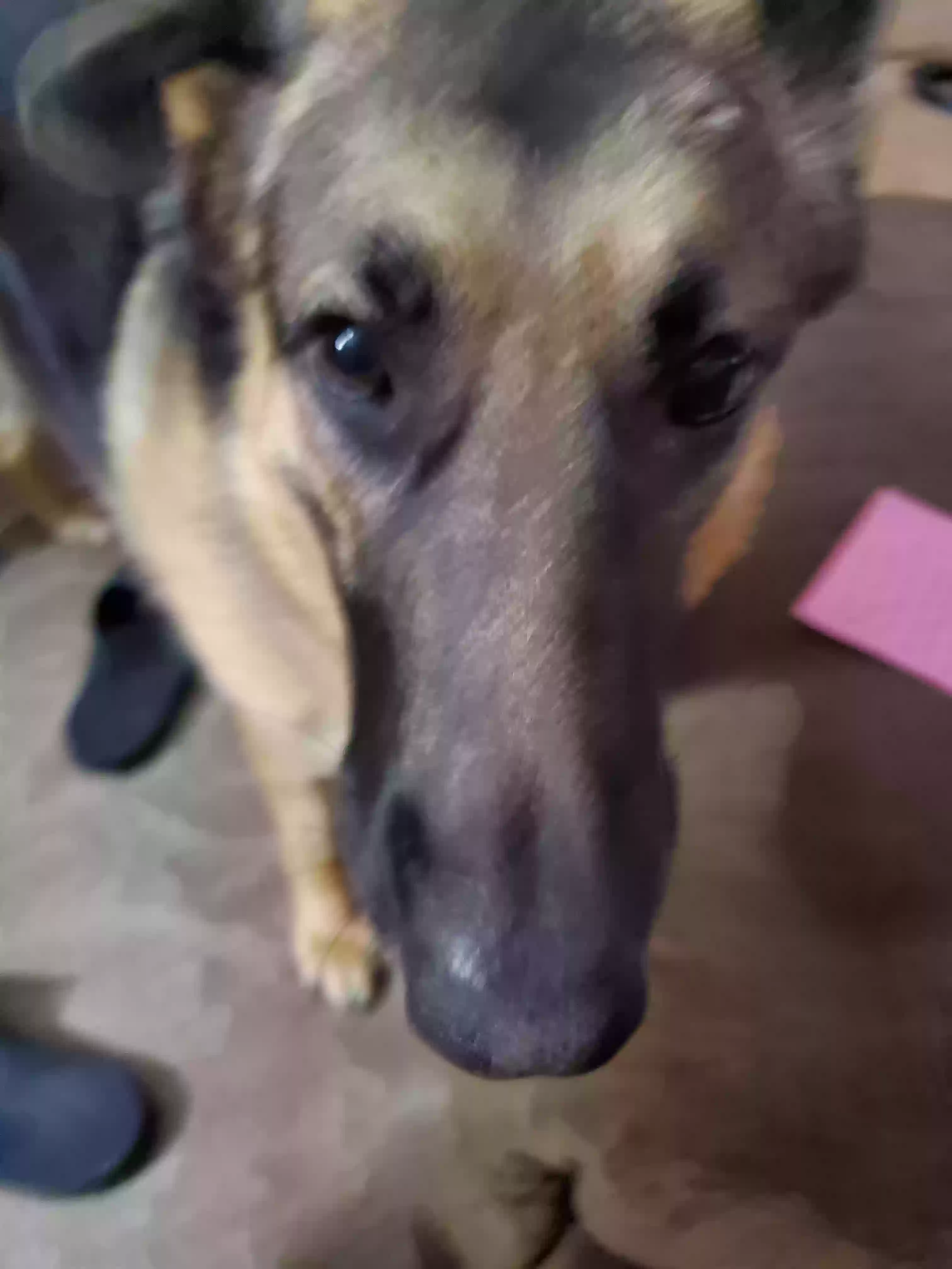 adoptable Dog in Horseshoe Bay,TX named Ripley