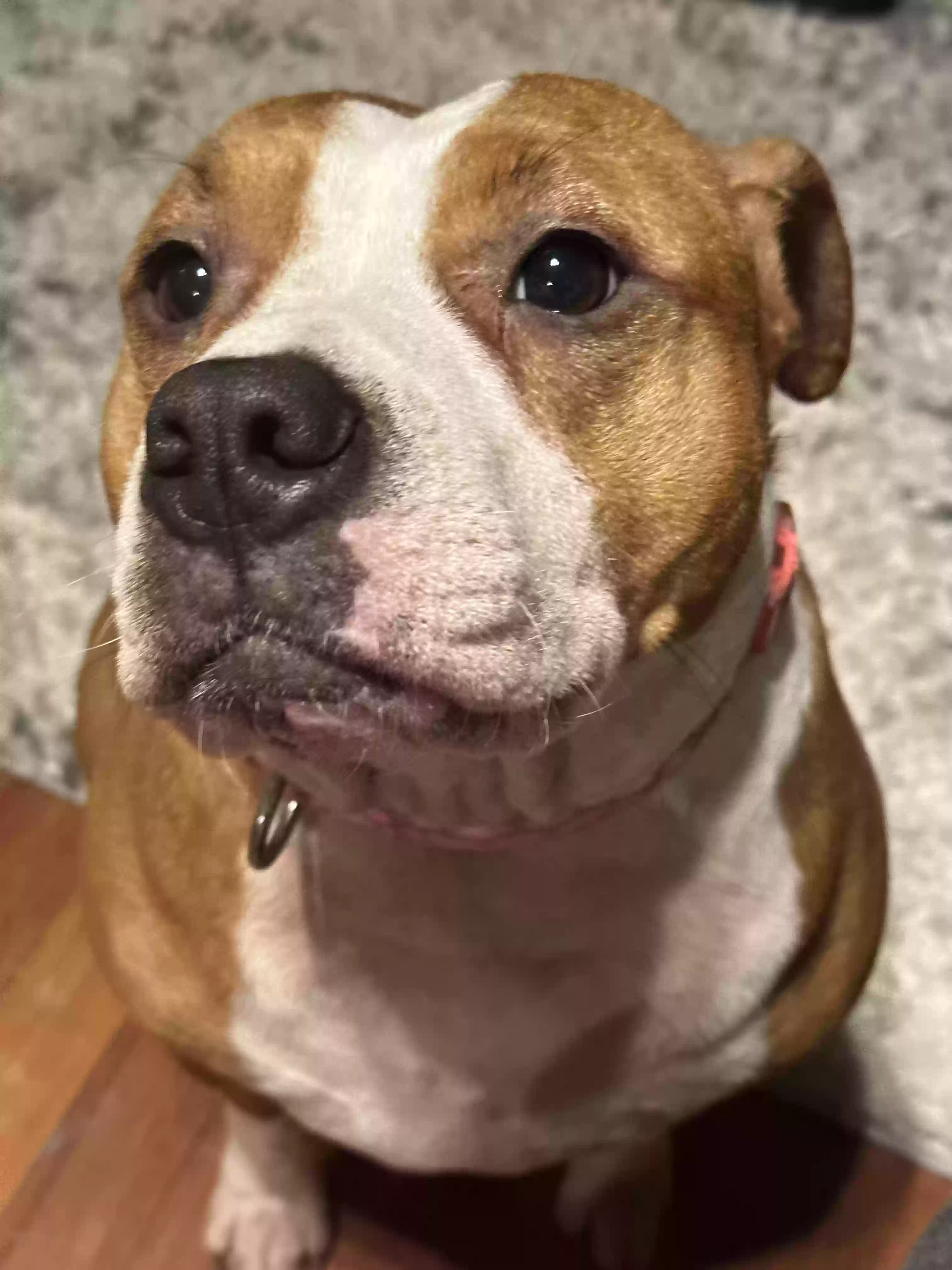 adoptable Dog in Pittsfield,MA named Princess