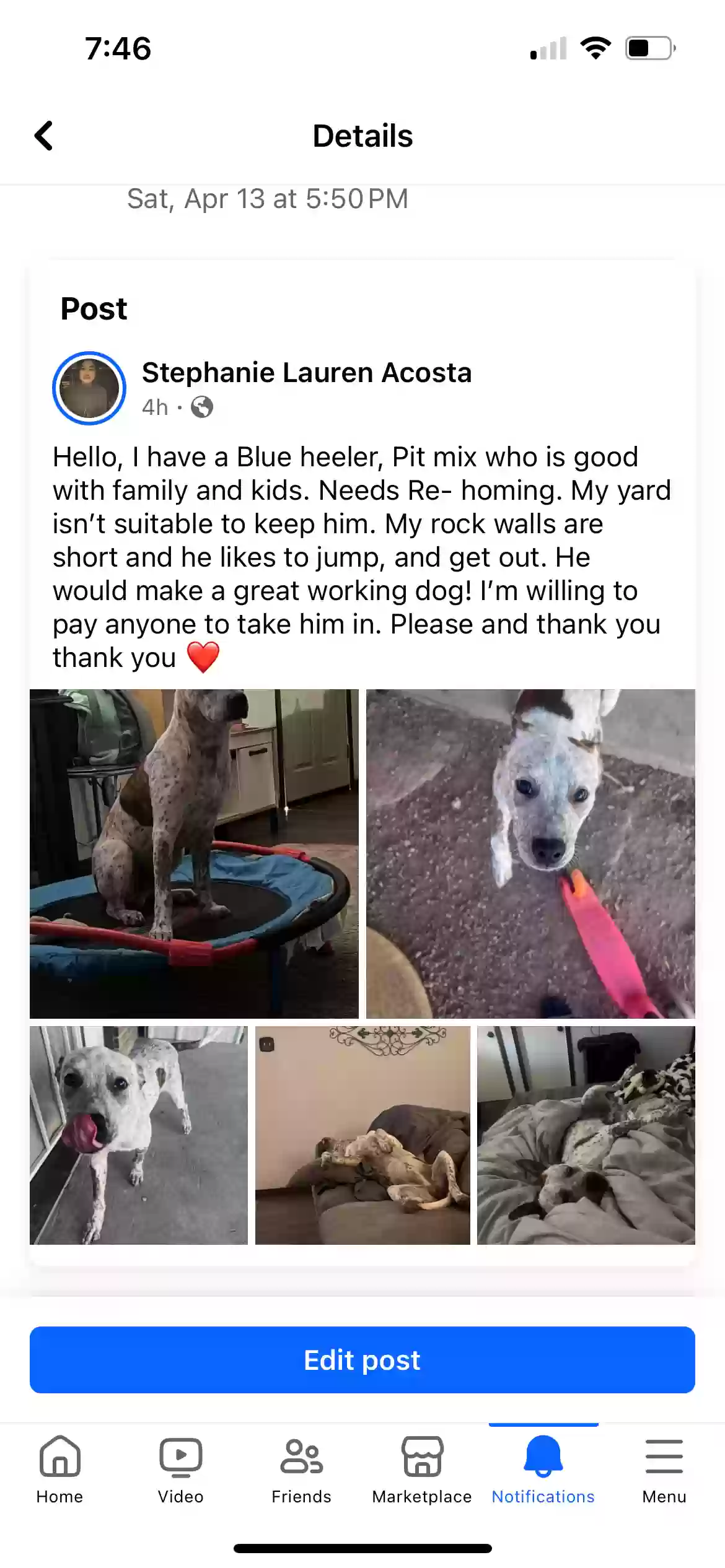 adoptable Dog in El Paso,TX named Cash