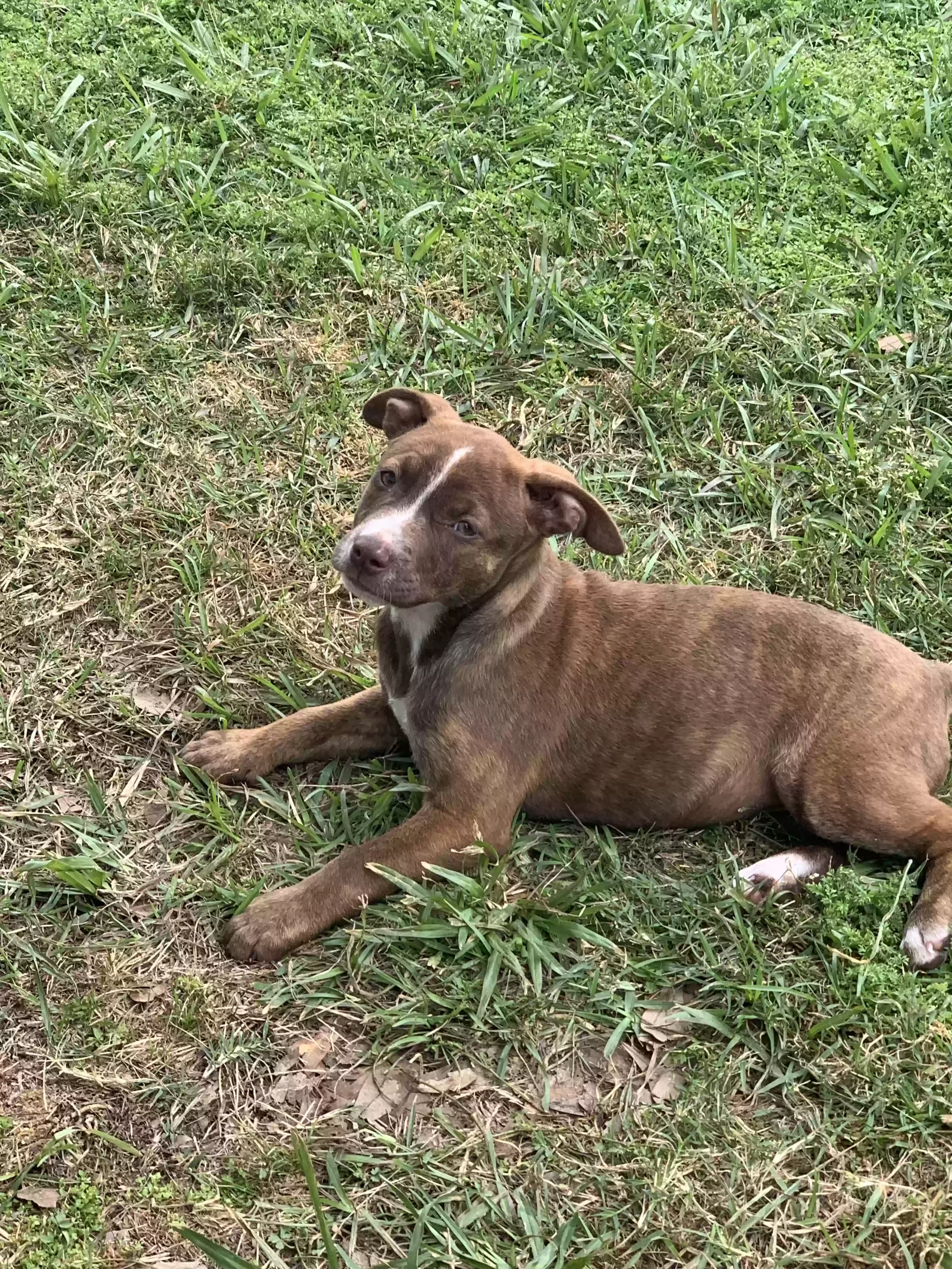 adoptable Dog in Sulphur,LA named Annie