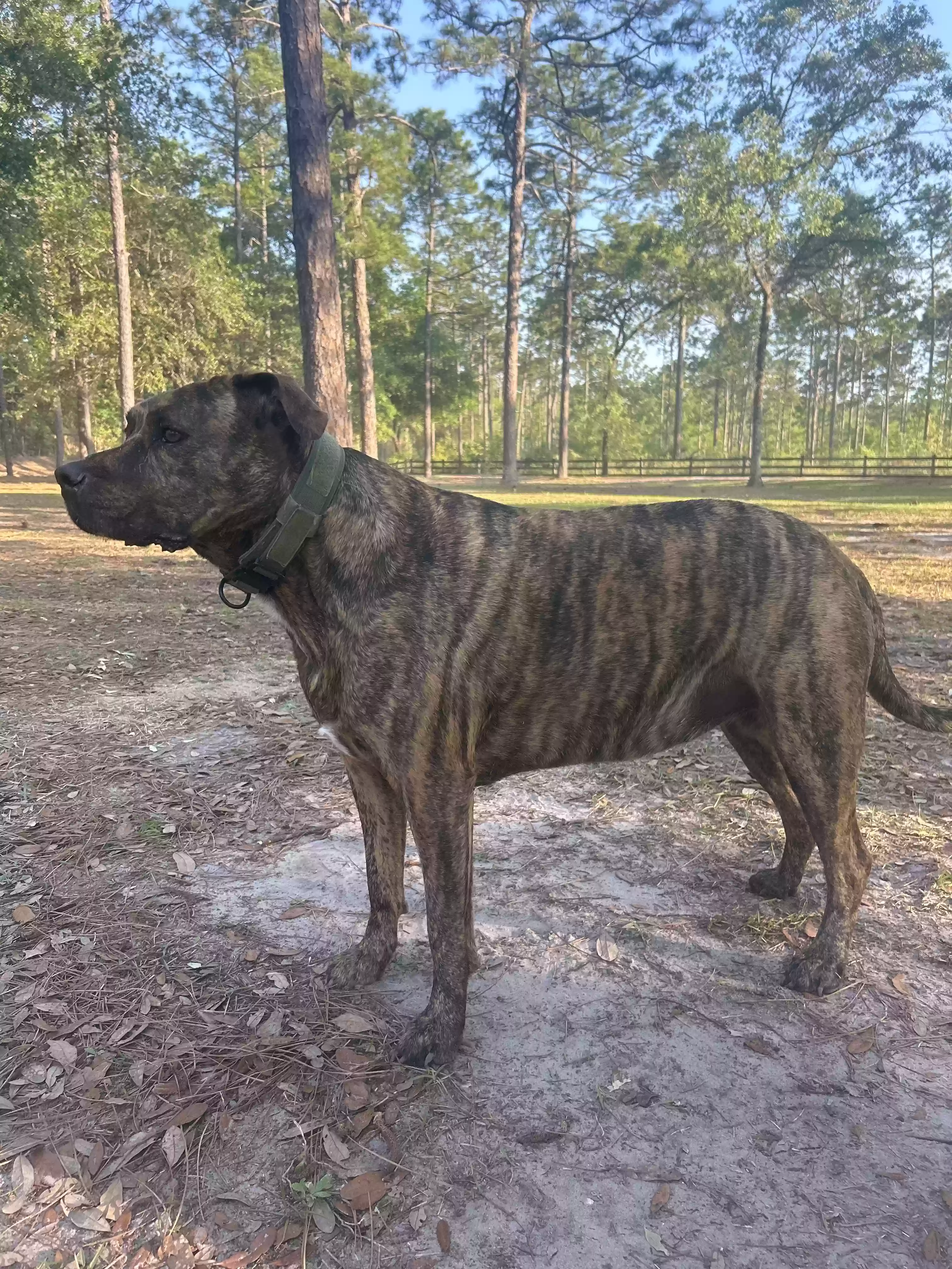 adoptable Dog in Middleburg,FL named Marsha